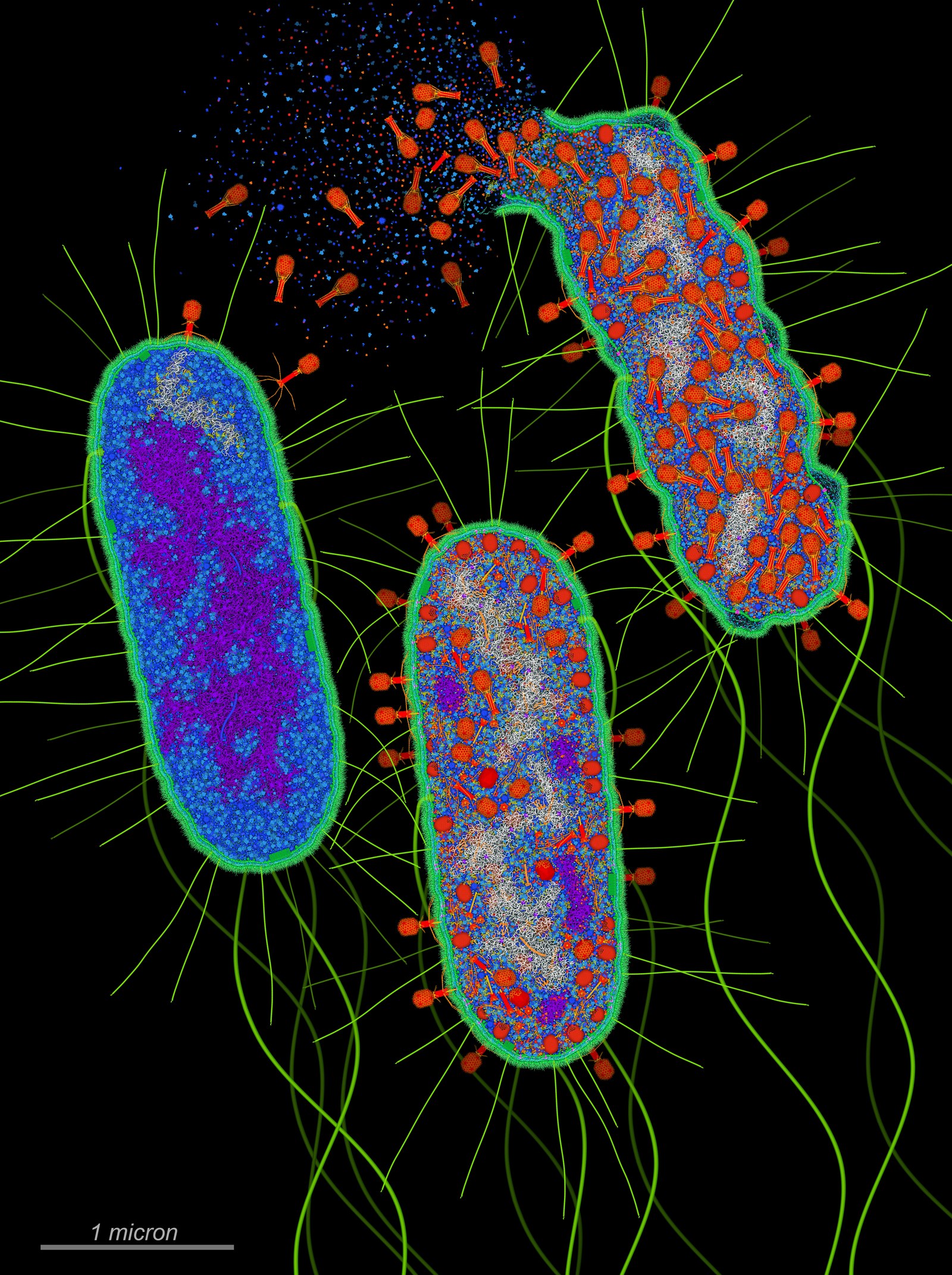 A bacteriophage, the type of virus that infects bacteria, in which Anthropic’s agents found the array-associated reverse transcriptase system