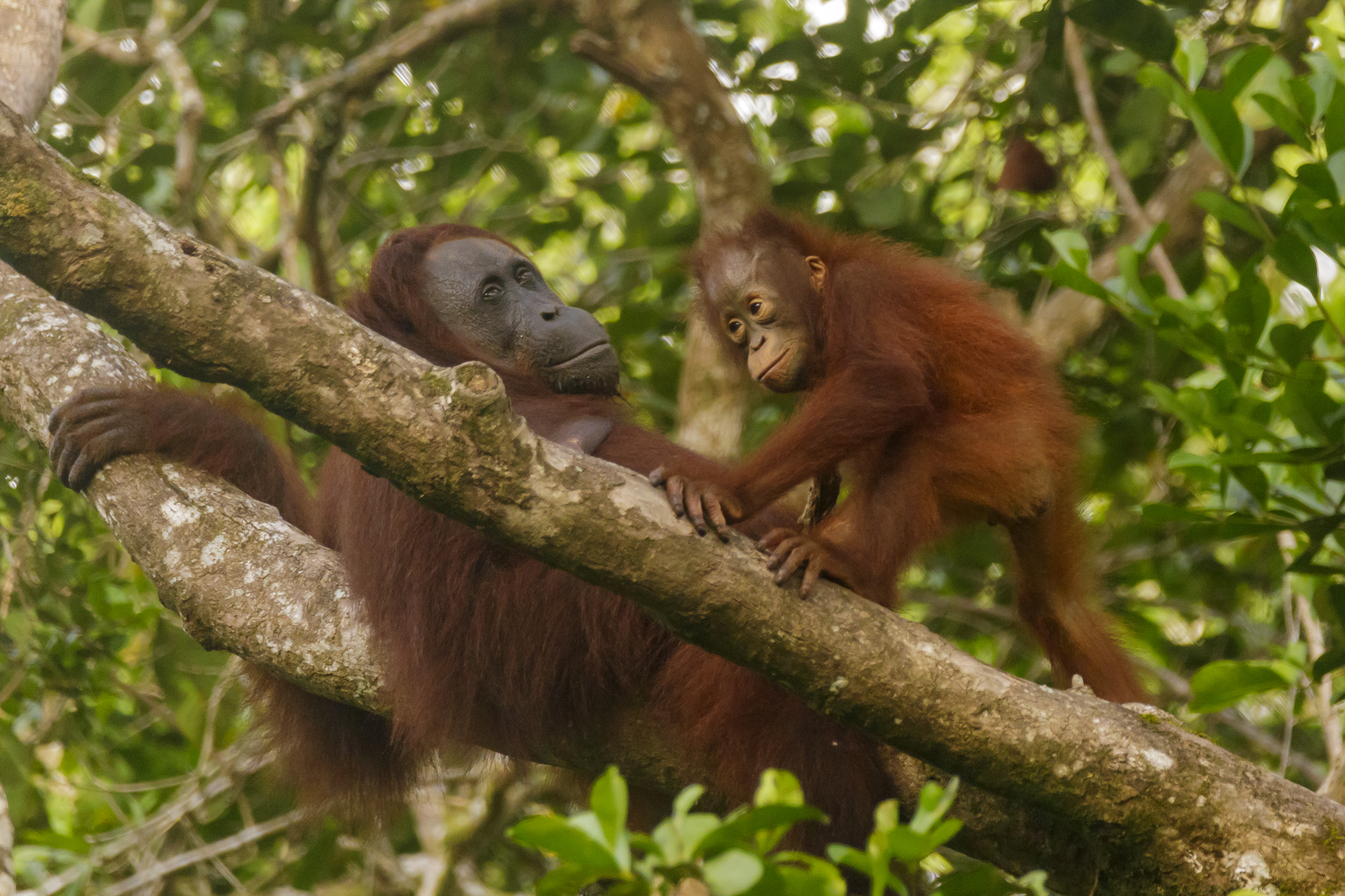 A Bornean orangutan in the forest canopy, representing the critically endangered apes rescued from the 2026 Borneo wildfires