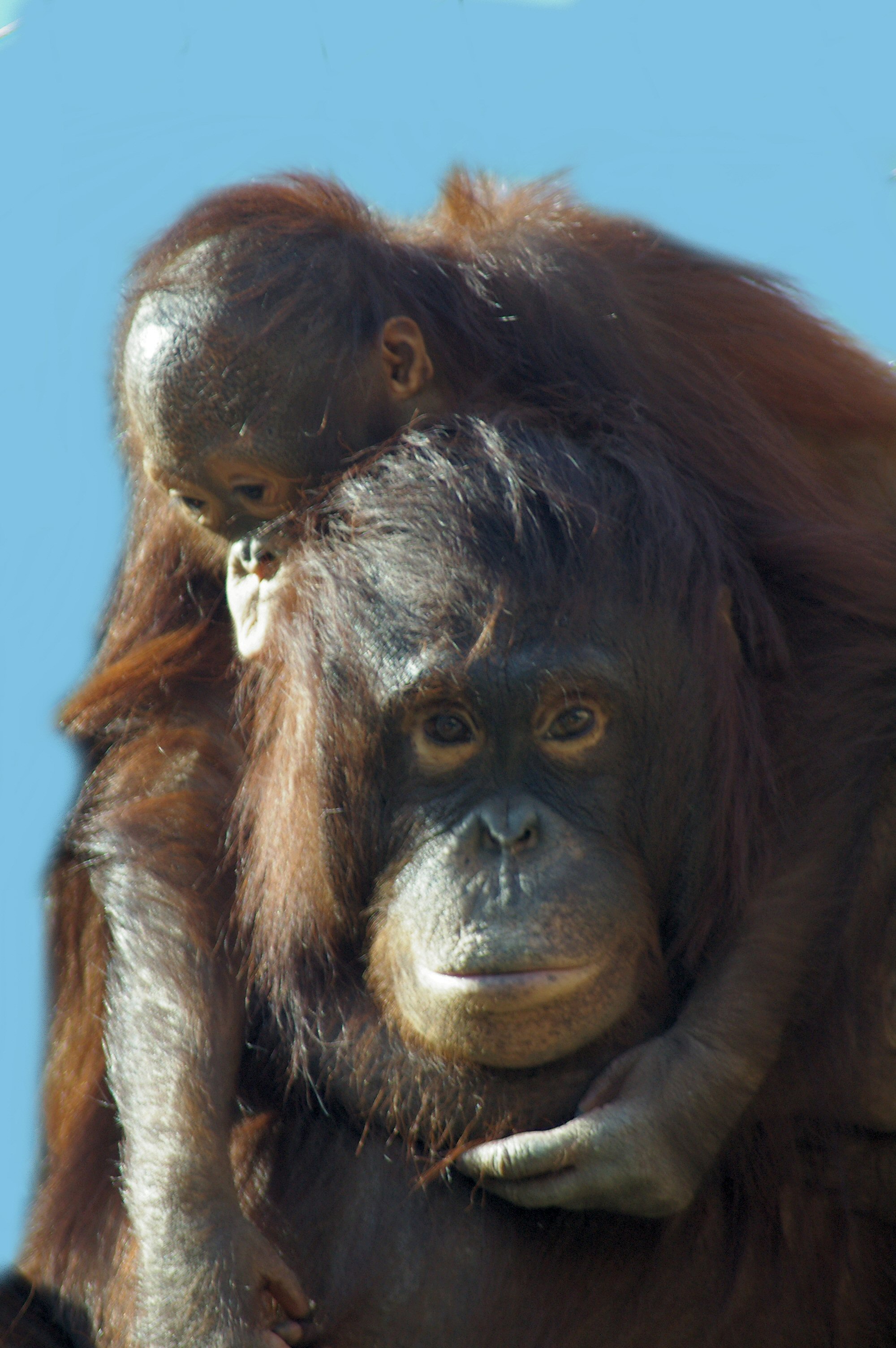An orangutan mother holding her baby, illustrating the three mother-child pairs among the eight orangutans rescued from the Borneo wildfires