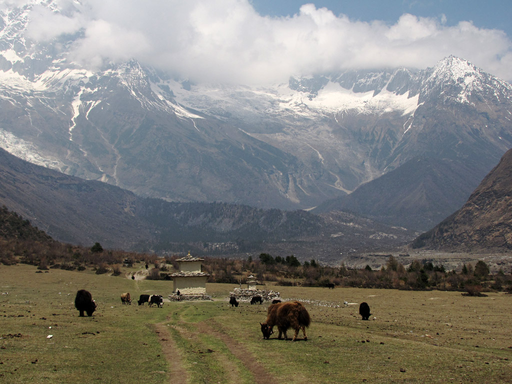 Trekkers and yaks on the Manaslu Circuit trail in Nepal's Gorkha district before the flash flood