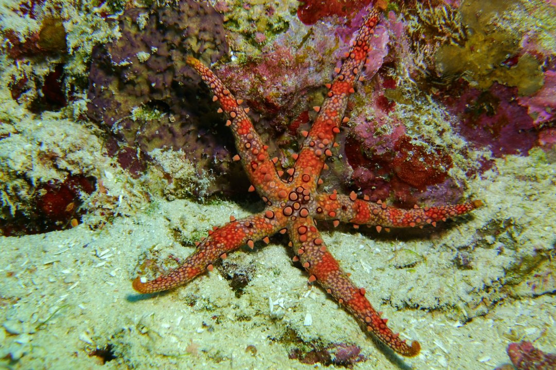 Orange sea star on a rocky seafloor