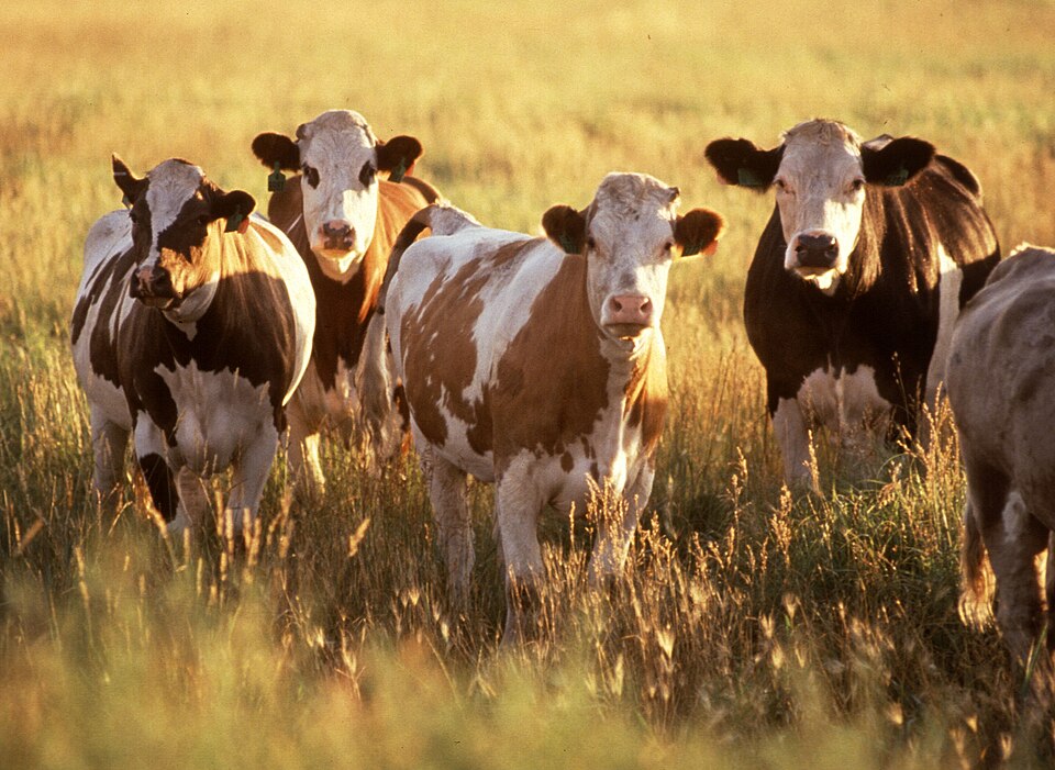 Cattle herd — Russia's livestock export ban covers 15 Siberian and central regions