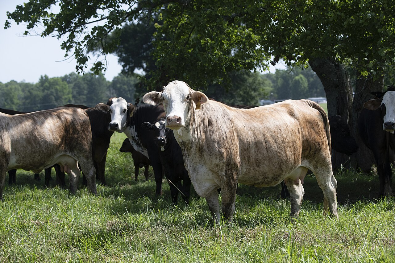 Cattle grazing — USDA raised concerns about the Siberia cattle disease outbreak