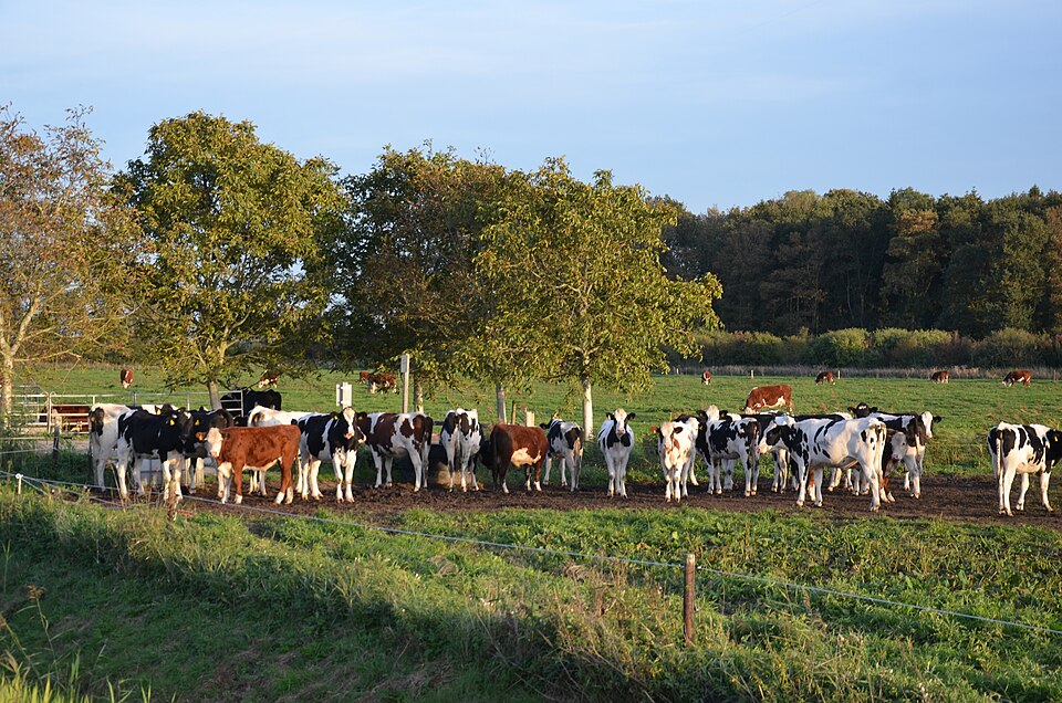 Cattle herd in a pasture — Siberia cattle disease outbreak, Novosibirsk region, 2026