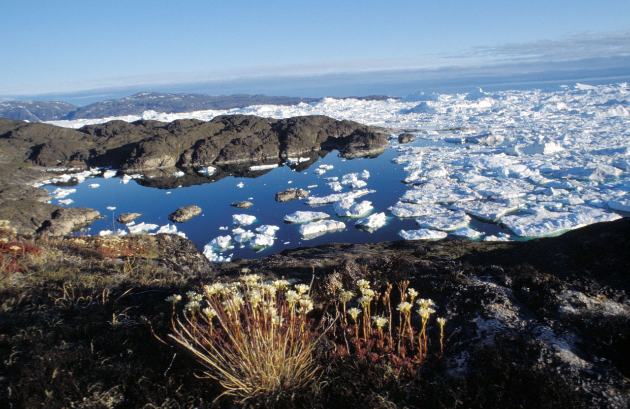 The Ilulissat Icefjord shoreline in western Greenland with ice floes in a still inlet, Greenland oil gas mineral exploration