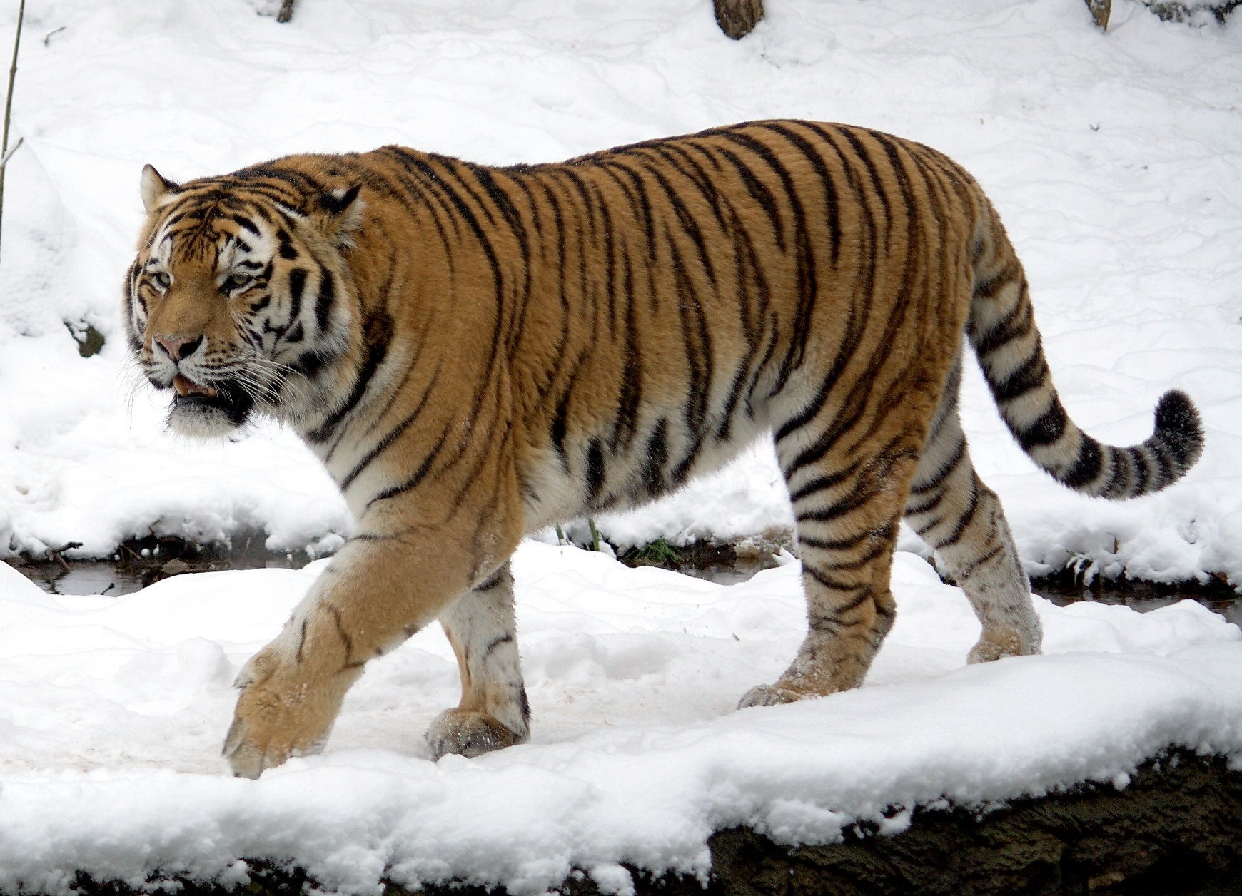 Amur tiger, file photo — the tiger involved was Altai, a five-year-old male