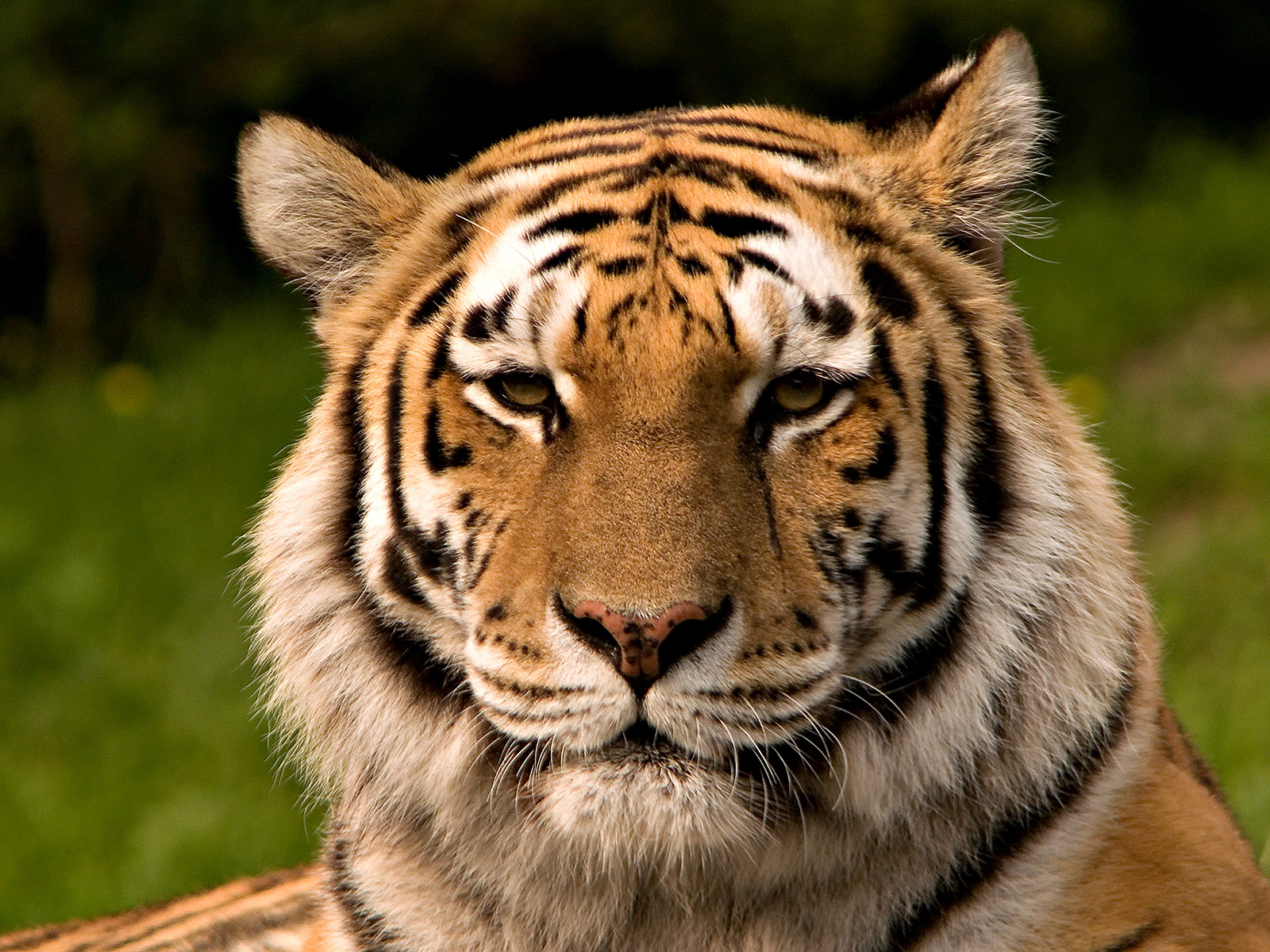 Close-up of an Amur tiger, the world's largest wild cat species