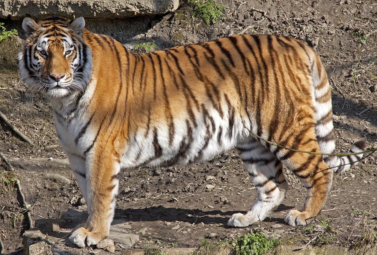 Amur tiger file photo for the Yorkshire Wildlife Park tiger attack report