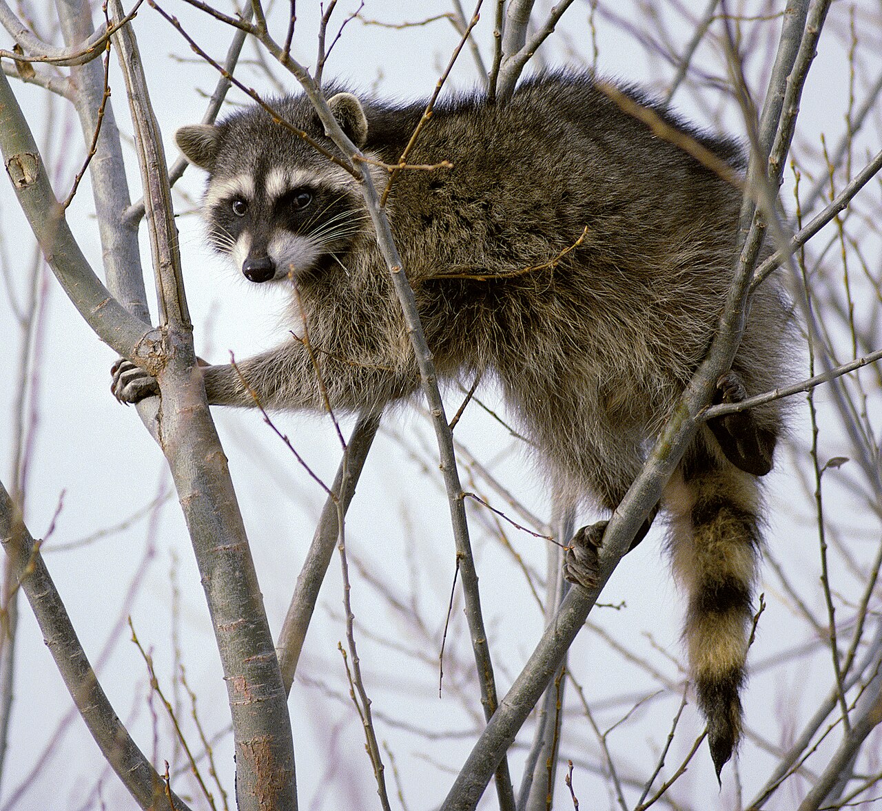 Second rabid raccoon LA County — a raccoon climbing in bare branches in a California file photo, illustrating the backyard wildlife residents are warned not to approach