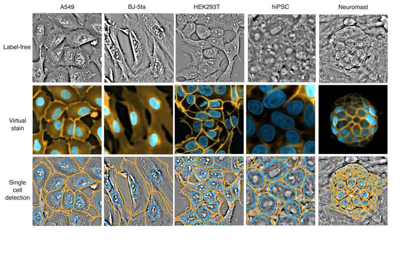 Computational imaging comparison showing label-free cells, virtual staining and single-cell detection across several cell types