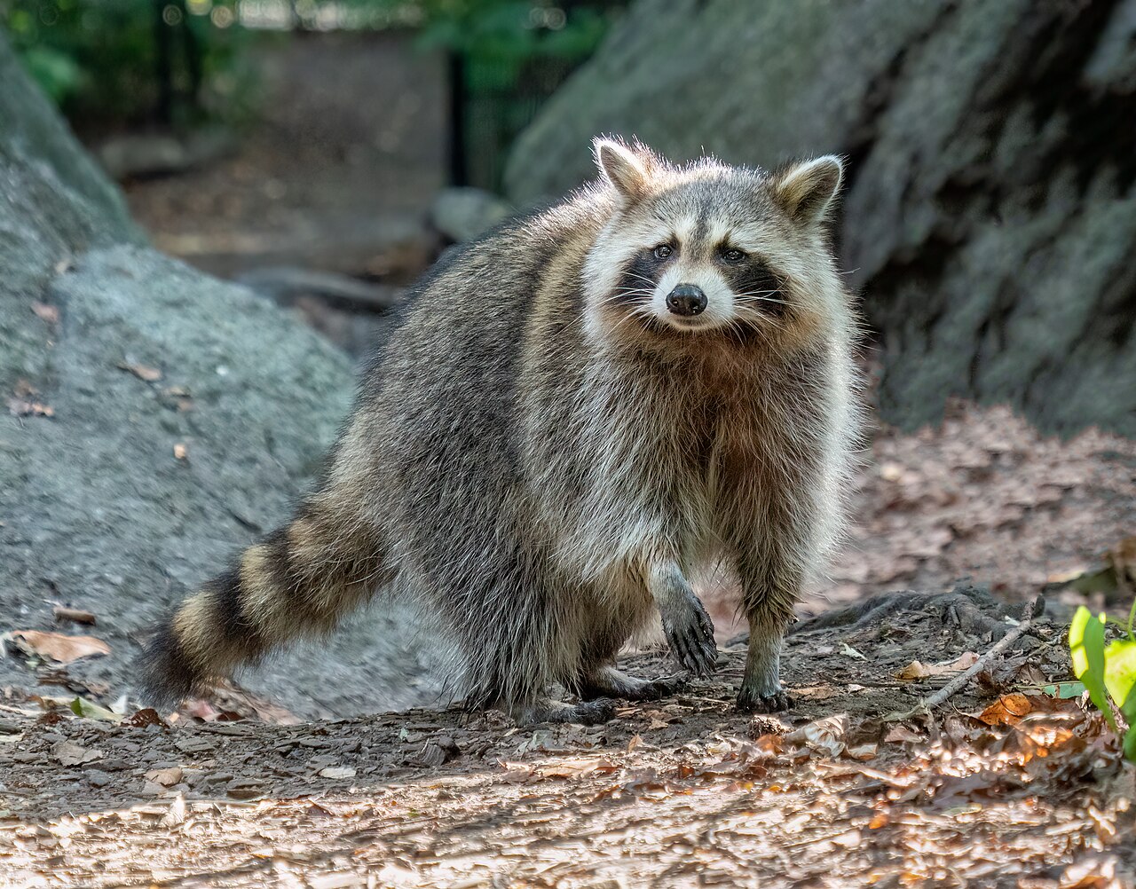 Rabid raccoon Westlake Village — a raccoon (Procyon lotor) in a file photo, the species at the centre of LA County's second confirmed rabies case this month
