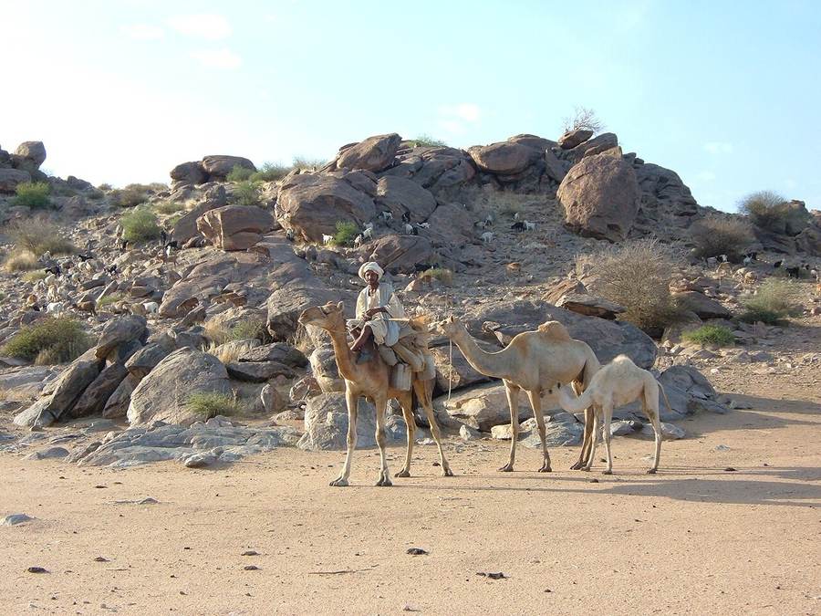 Camels crossing Sudan in a file photo illustrating the long transport routes tied to the Kordofan corridor