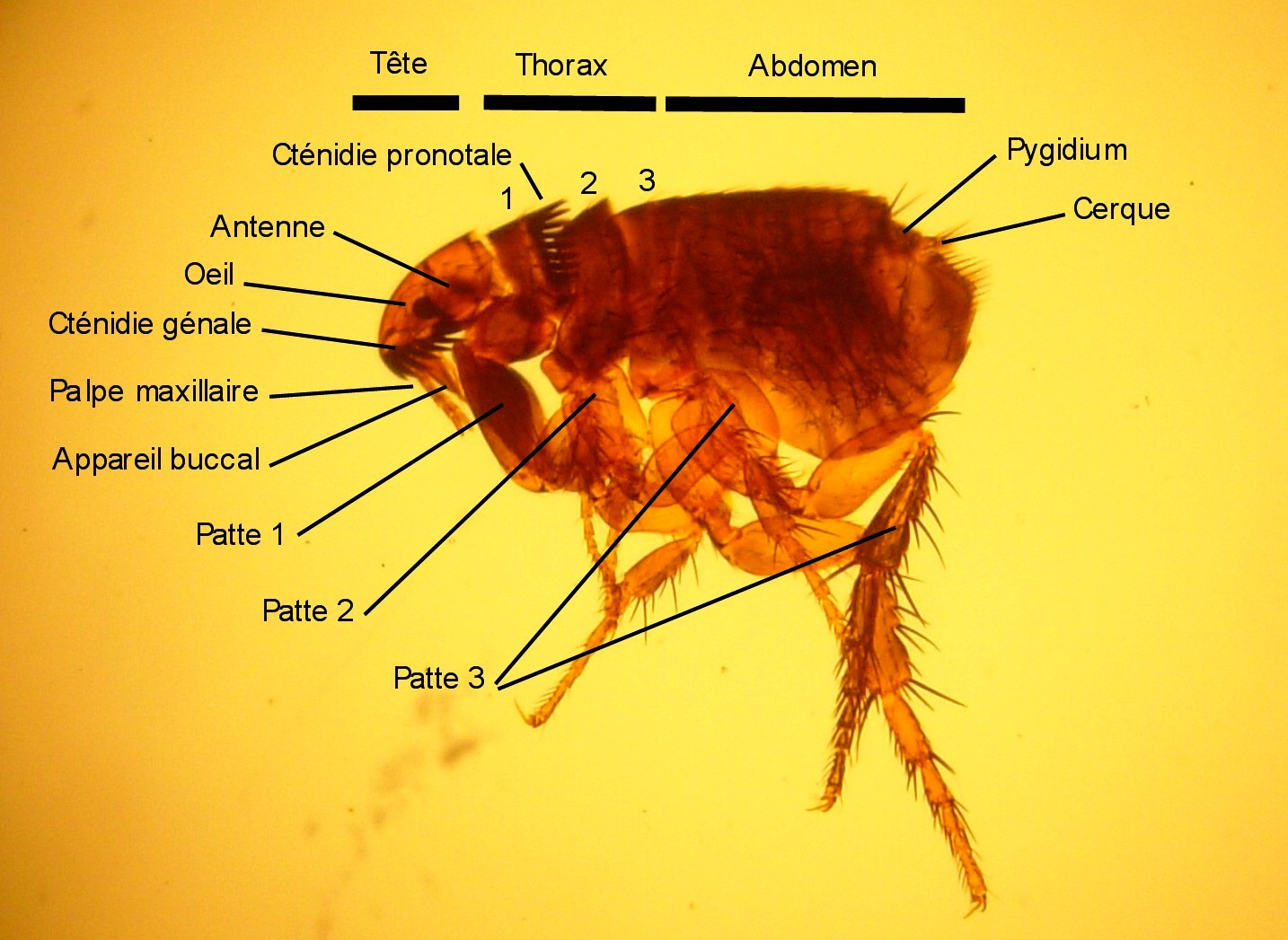 Close-up of an adult cat flea, Ctenocephalides felis