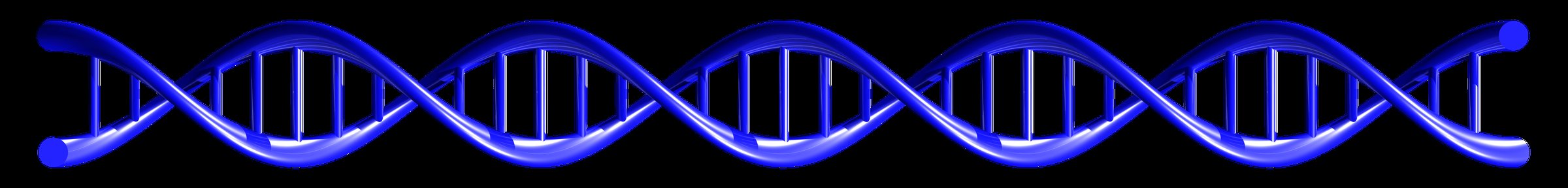A rendering of the DNA double helix