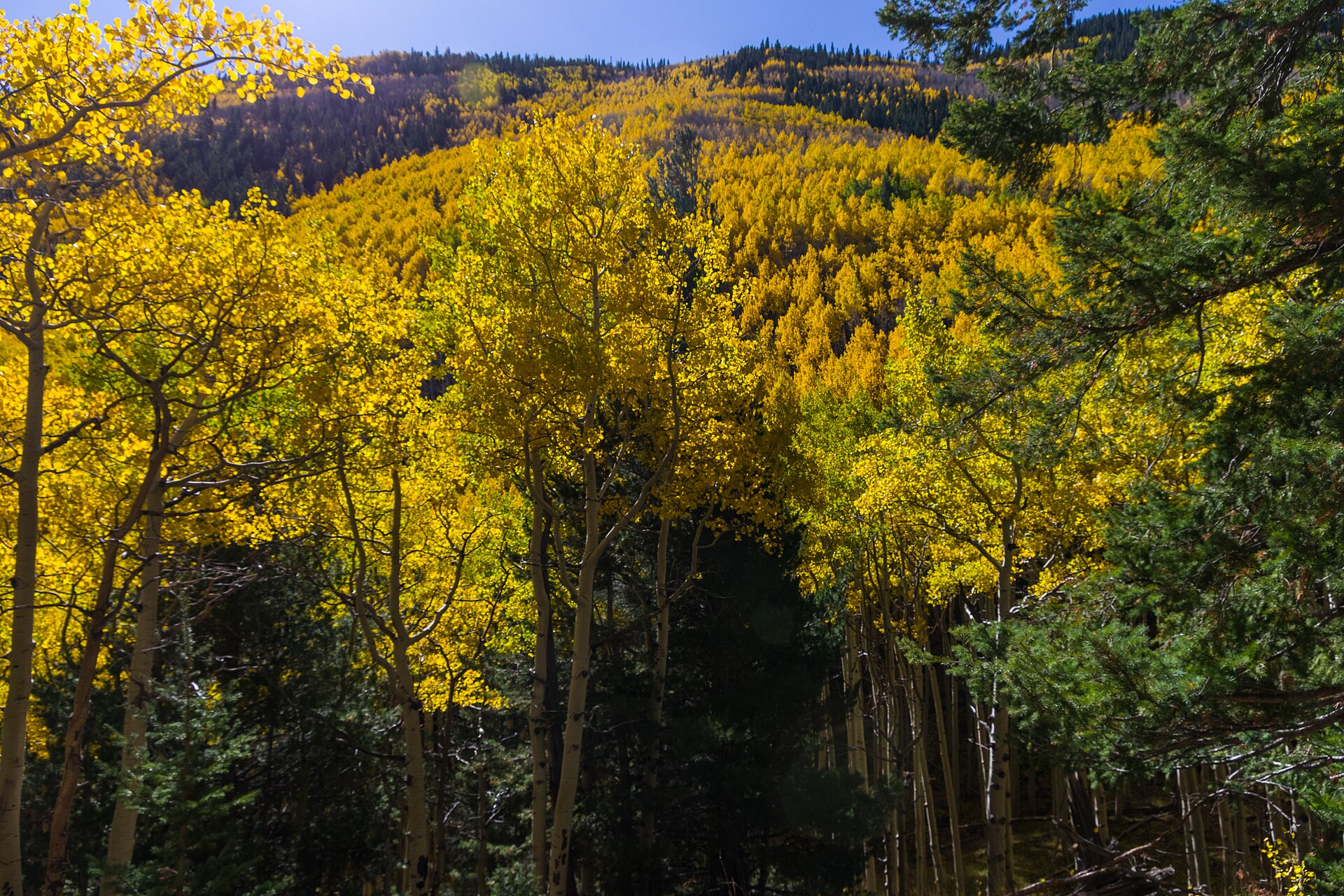 Aspen forest in the Inner Basin of the San Francisco Peaks above Flagstaff, in the high country under Wednesday’s Arizona tornado watch and flood watch