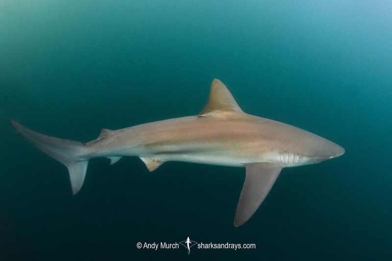 A bronze whaler shark swimming in clear water, the species believed to match Bukangi, the 3.5-meter shark stranded in Busan's North Port canal
