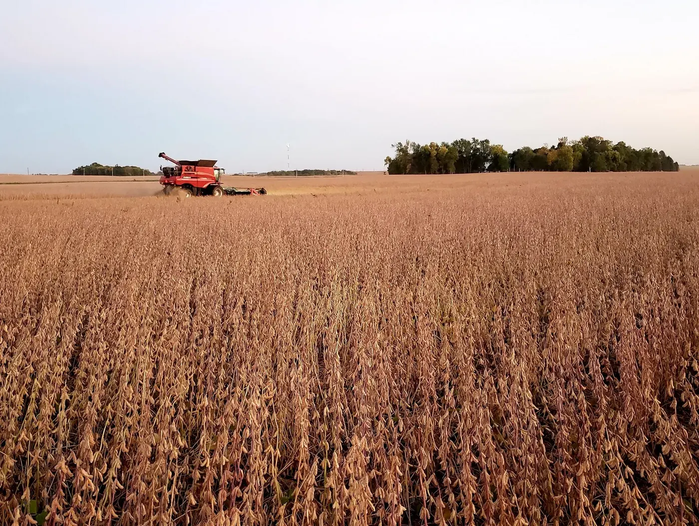 A combine harvesting an Iowa soybean field as China soybean purchases remain part of the trade truce