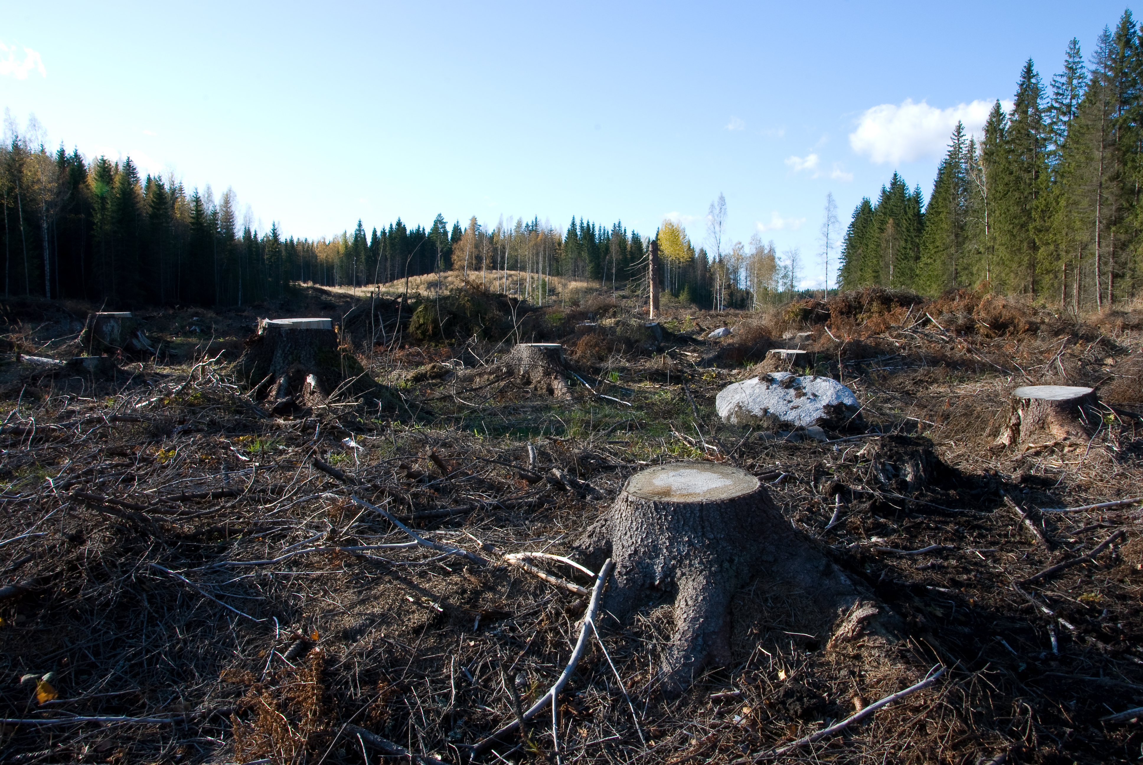 Commercial forest land in northern Finland; Google's subsidiary cleared 330 hectares in Muhos and nearly 200 in Kajaani before environmental reviews were done