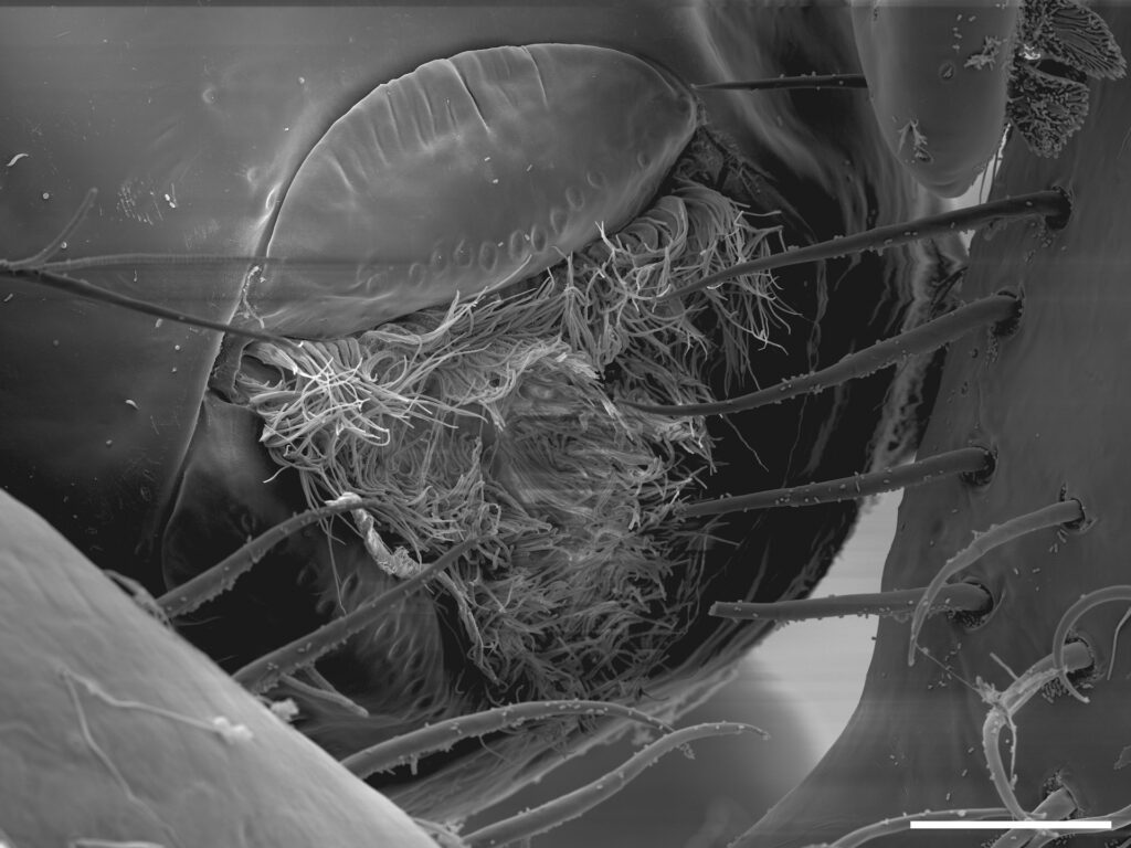 Close-up of a sea spider’s mouthparts from the newly described Salish Sea research, not a full specimen