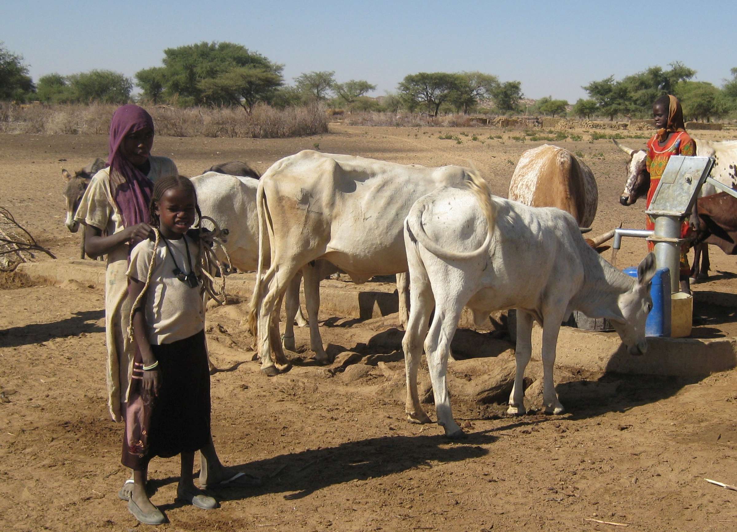 Cattle being watered at a hand pump in Darfur, with children standing beside the animals, photographed in 2009