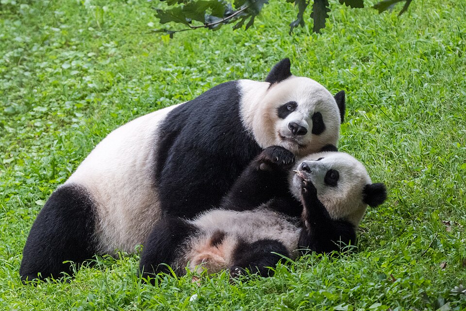 Giant pandas Mei Xiang and Xiao Qi Ji together at the Smithsonian National Zoo