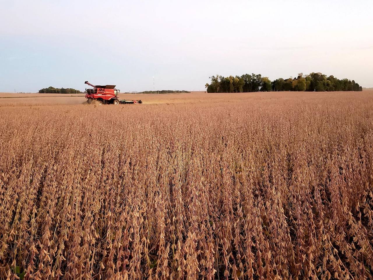 A combine harvesting an Iowa soybean field as China soybean purchases remain part of the trade truce
