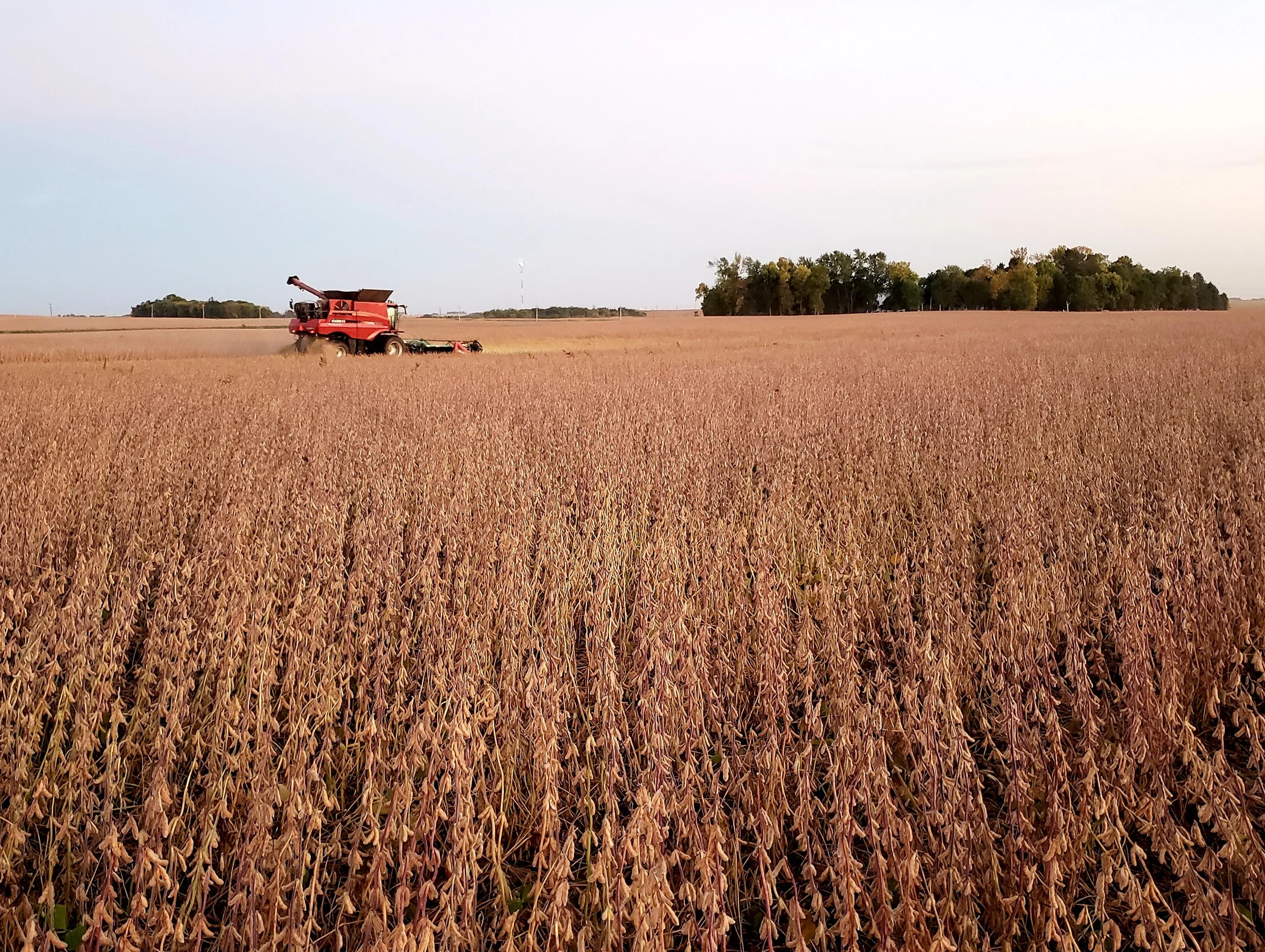 A combine harvesting an Iowa soybean field as China soybean purchases remain part of the trade truce