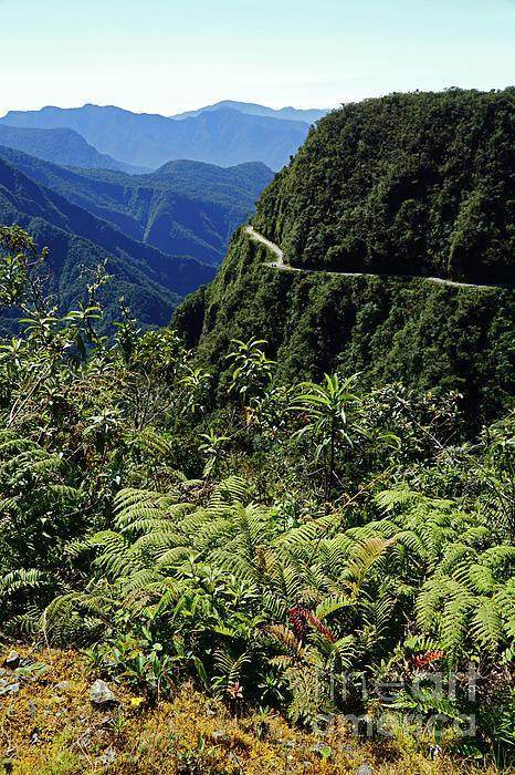 A protected forest landscape in a file photograph, illustrating the habitat focus of wildlife tourism.