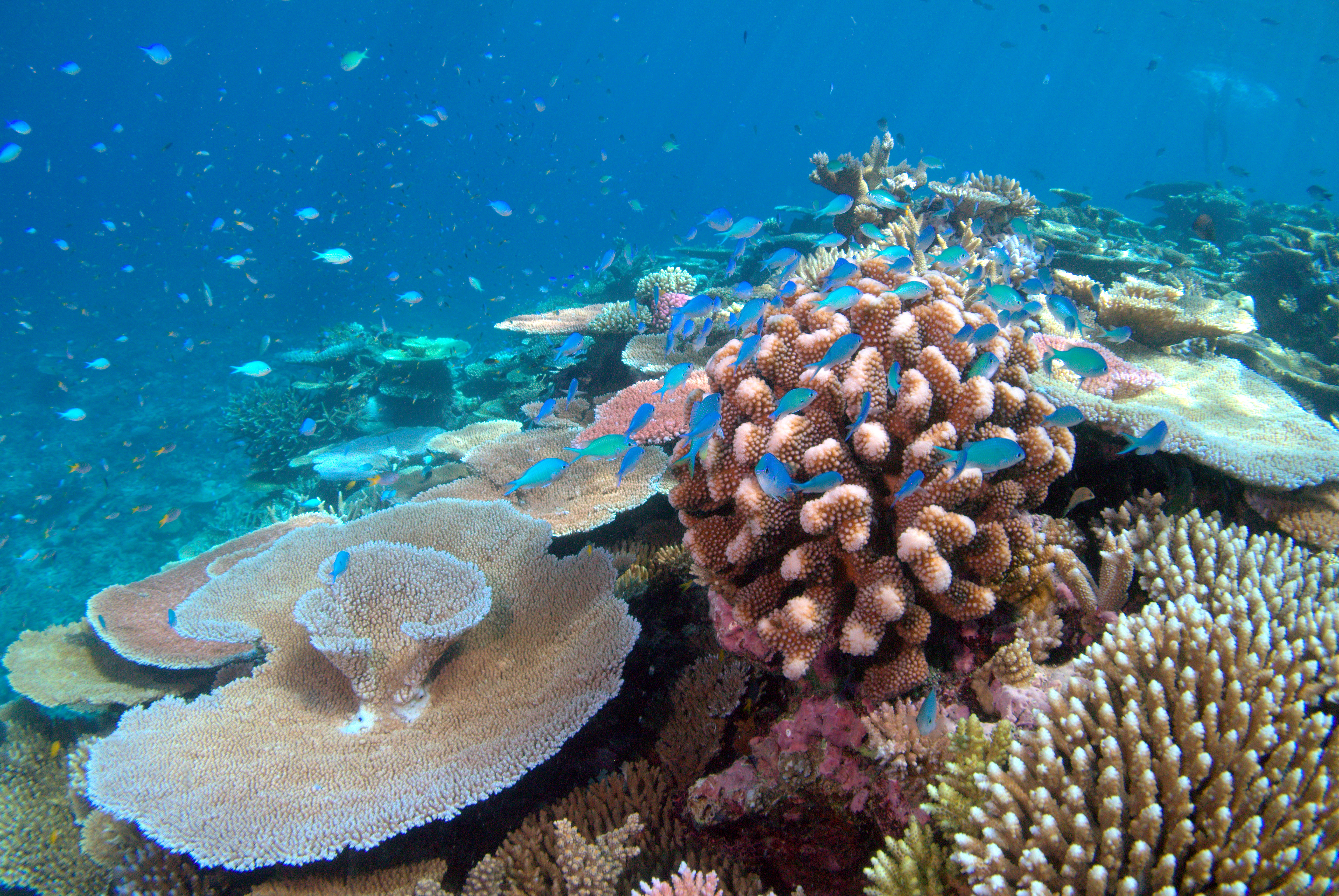 Coral reefs collapse by 2075 warning — healthy coral and green chromis fish on Lodestone Reef in the Great Barrier Reef