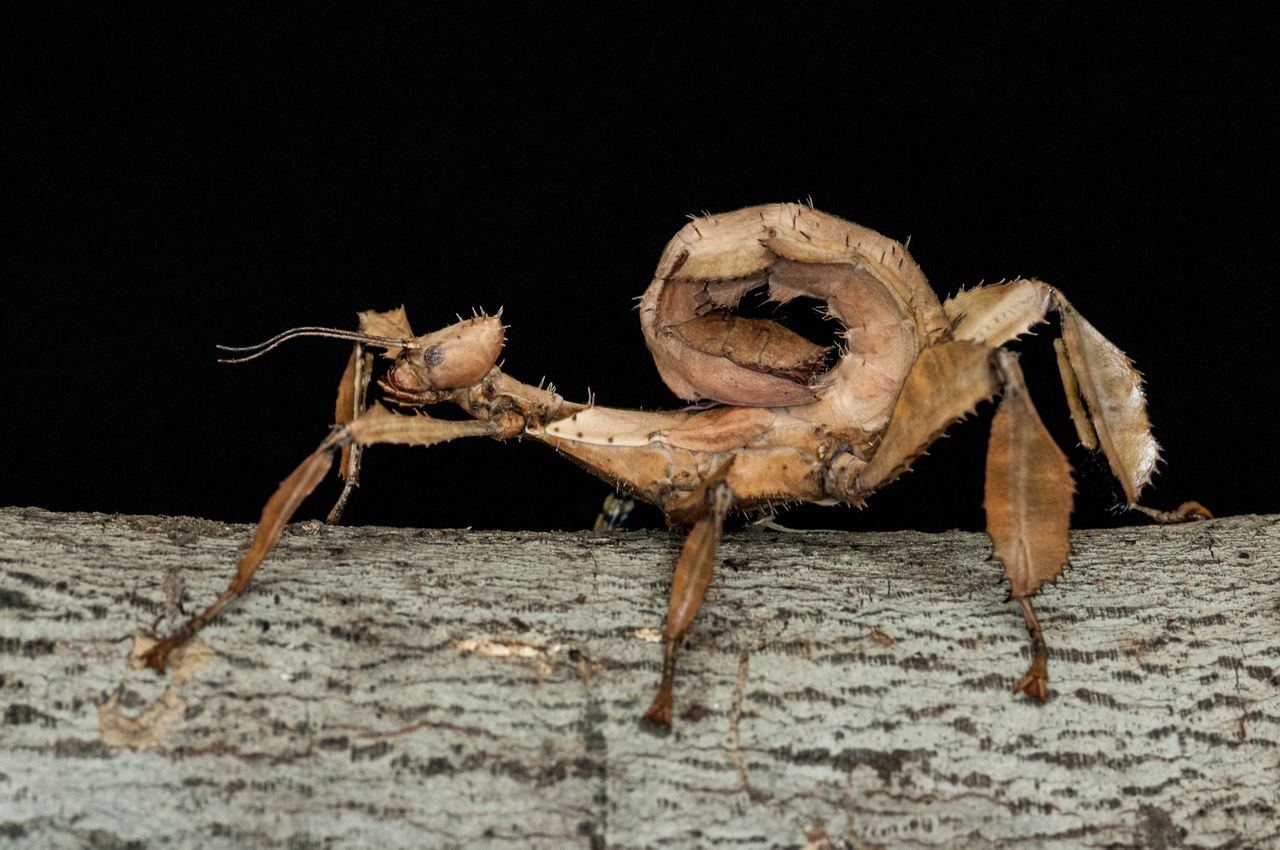 A related Australian stick insect, Extatosoma tiaratum — shown for illustration; not one of the two newly described Anchiale species