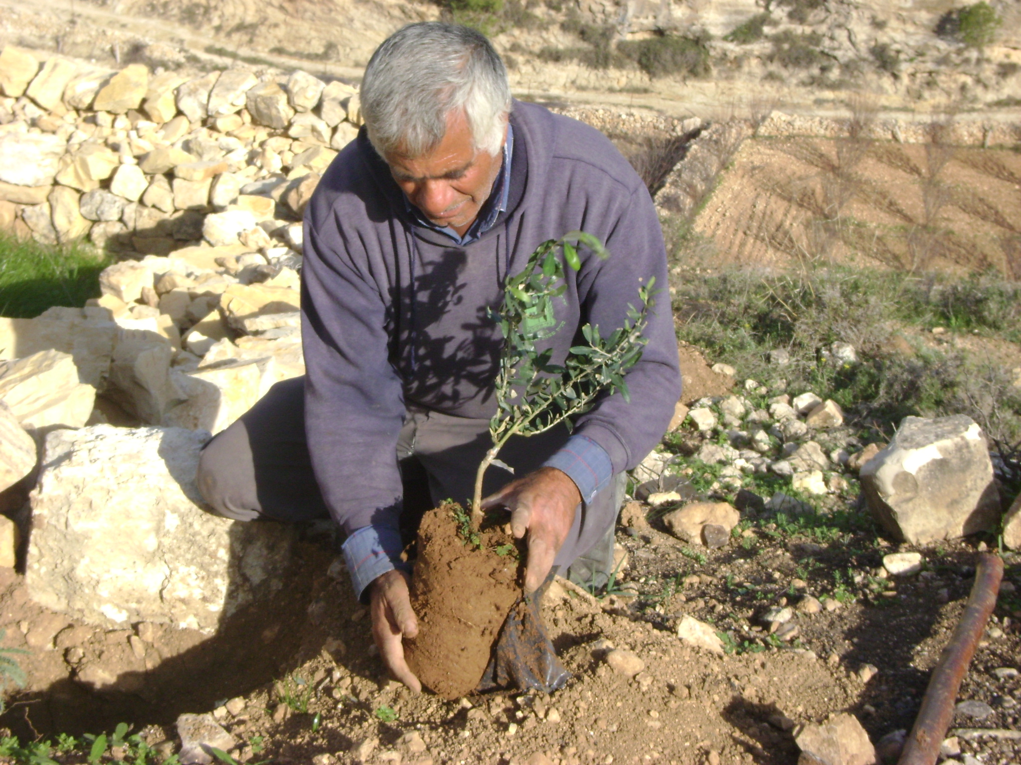 Brad Lander detained West Bank olive harvest — a Palestinian farmer planting an olive tree in the West Bank