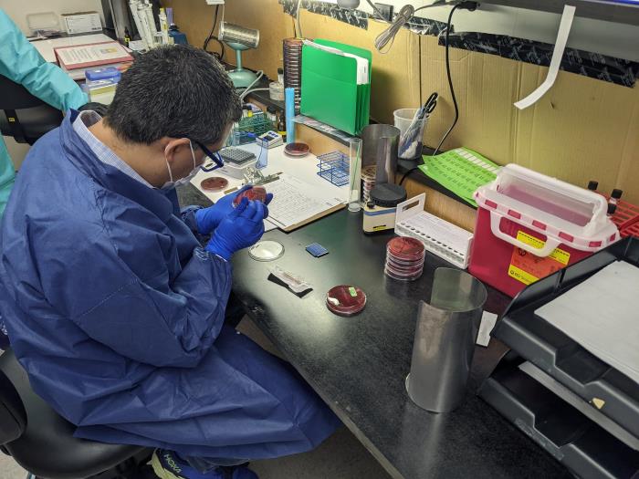 CDC laboratory fellow learning pathogen identification techniques