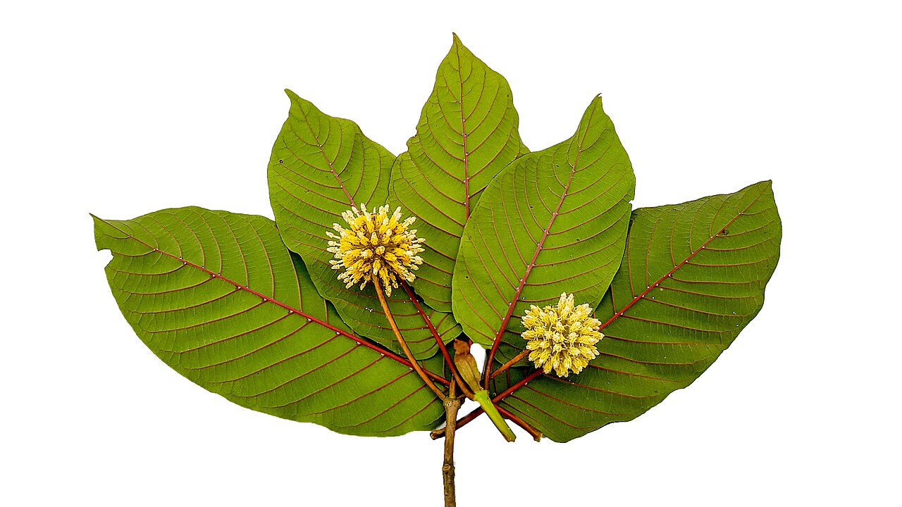 Green leaves of the kratom tree, Mitragyna speciosa