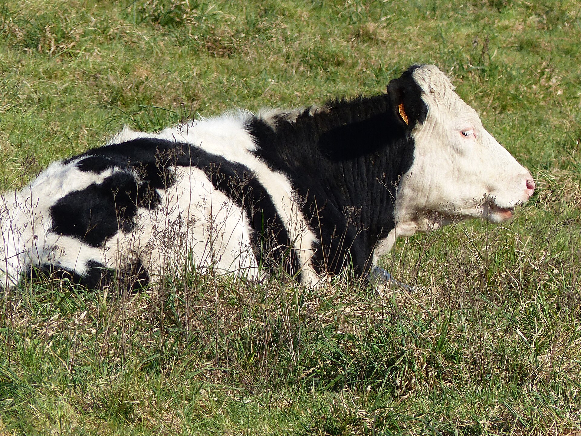 Shamonda virus first human case — Montbéliarde dairy cattle in France, the livestock the midge-borne virus usually infects