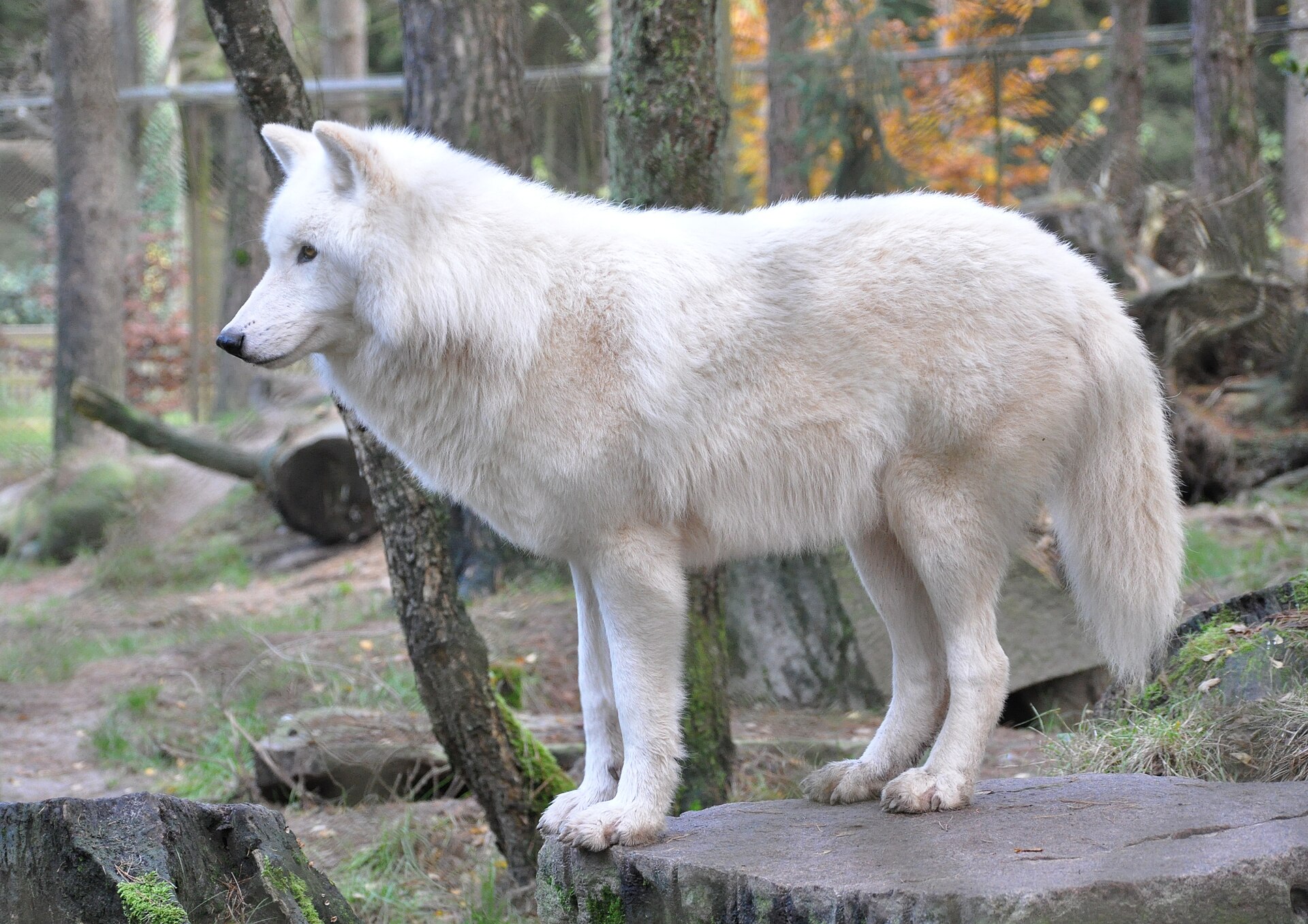 An Arctic wolf, the species involved in the wolf attack at the German wildlife park in Baruth/Mark