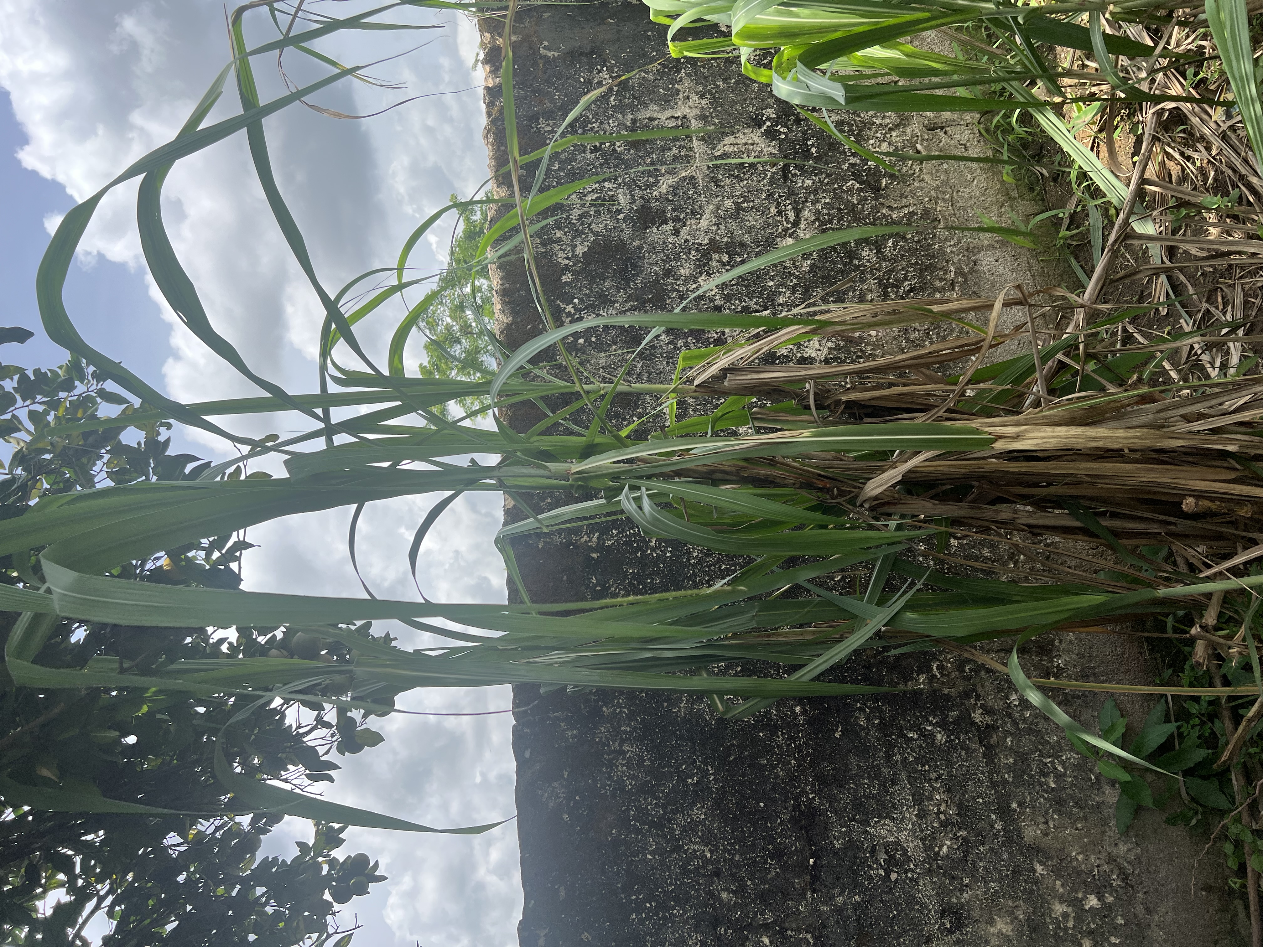 Growing sugar cane plants as international sugar prices reach an 18-month high on El Niño fears