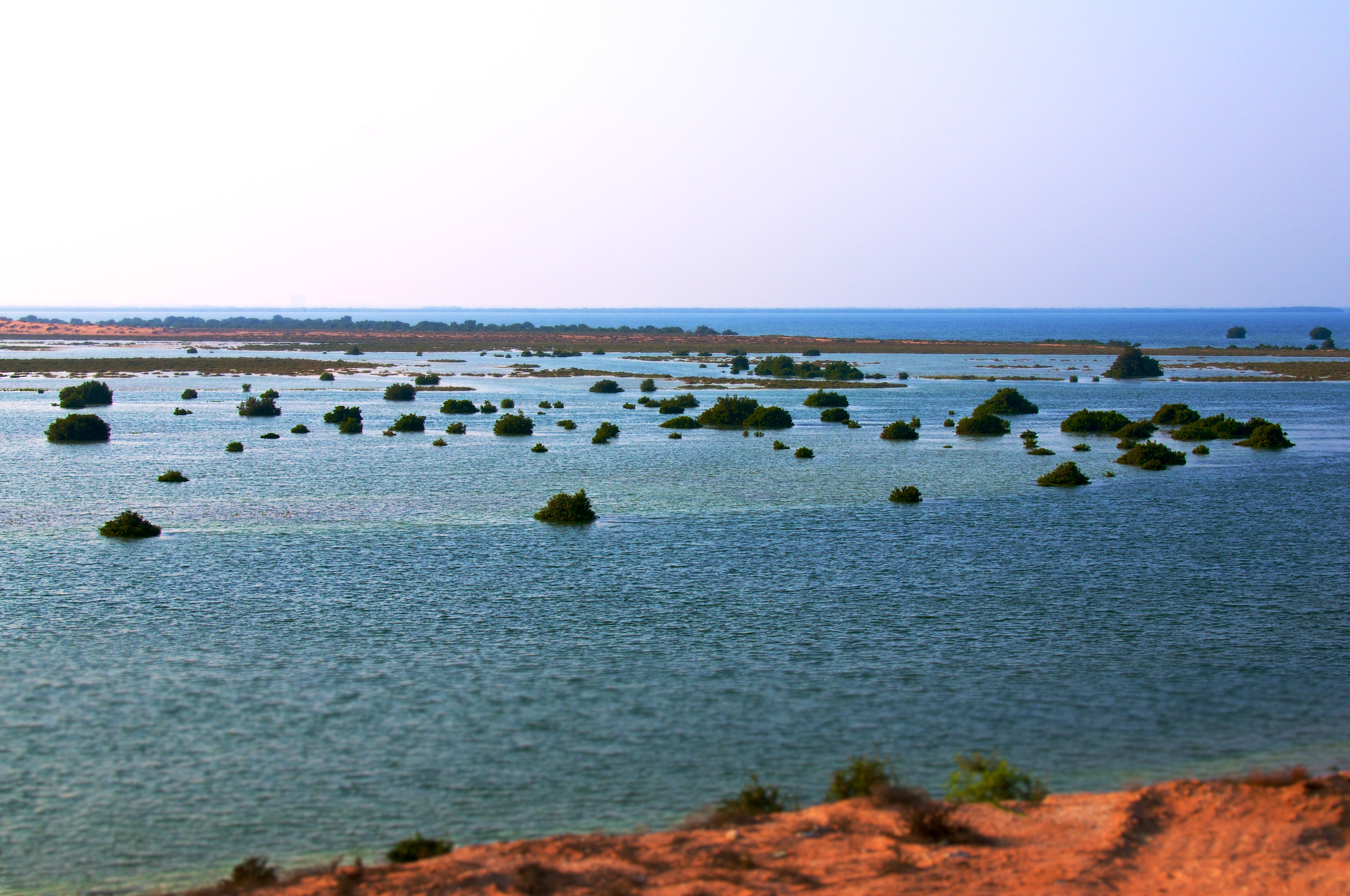 Mangrove islets in the shallow lagoon waters of Umm Al Quwain, the habitat most at risk from the UAE oil spill