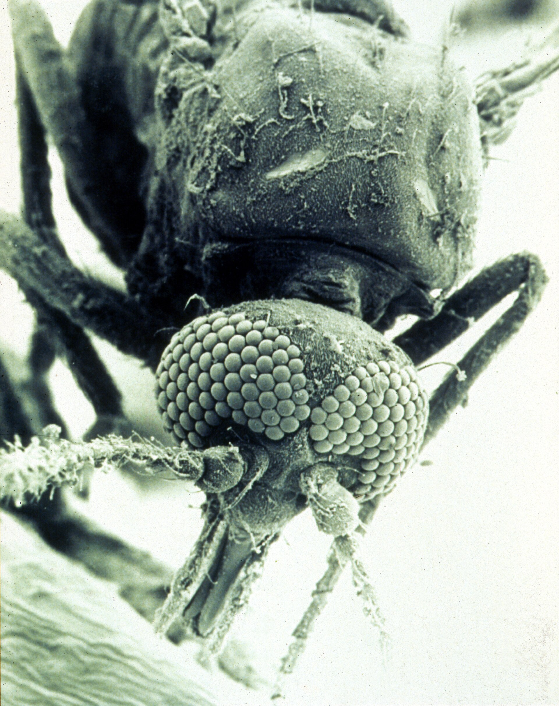 Culicoides biting midge under an electron microscope — the insect that transmits Shamonda virus to livestock