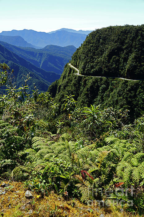 Dense cloud forest in Bolivia’s Yungas
