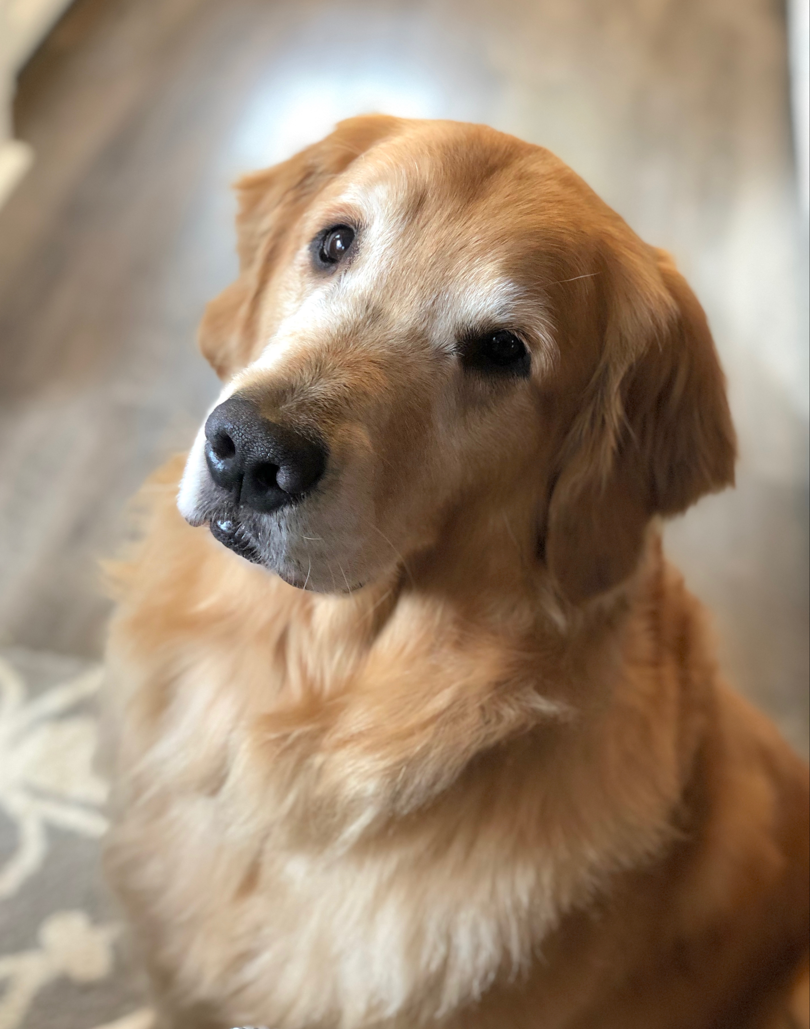 Golden retriever sitting for a portrait