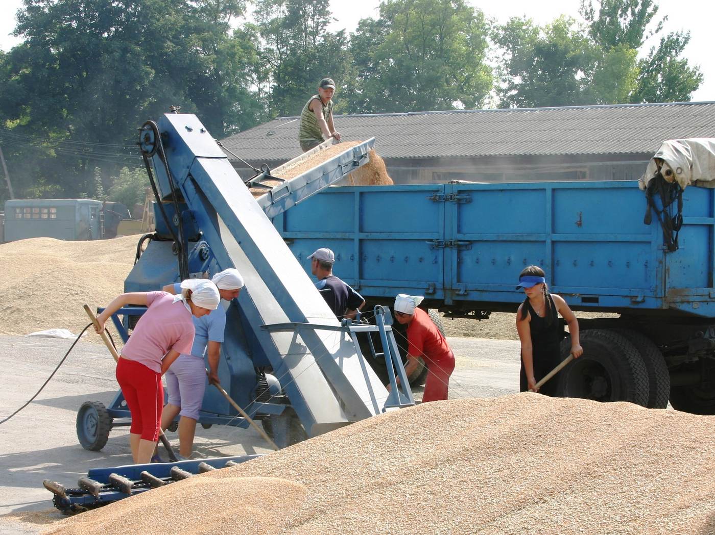 Ukrainian agricultural workers handling grain during the 2009 harvest in Velyki Birky, Ternopil Oblast