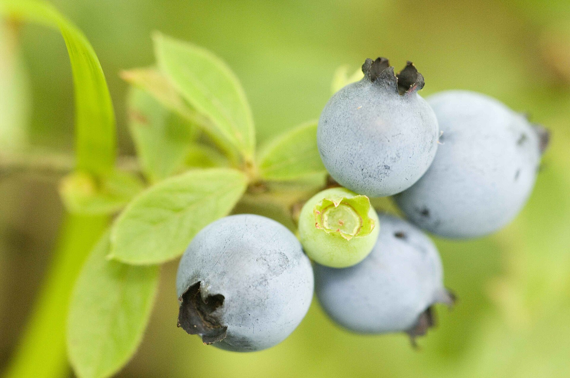 Wild blueberries on the bush in Maine — one of the nine categories in the Trump Canada tariff exemptions