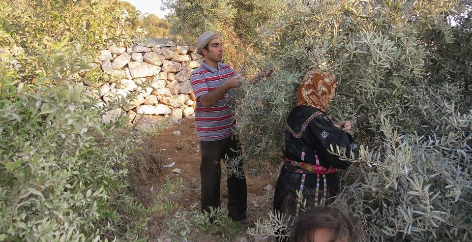 Palestinian farmers picking olives during the West Bank olive harvest season, the harvest at the centre of the settlers attack diplomats dispute