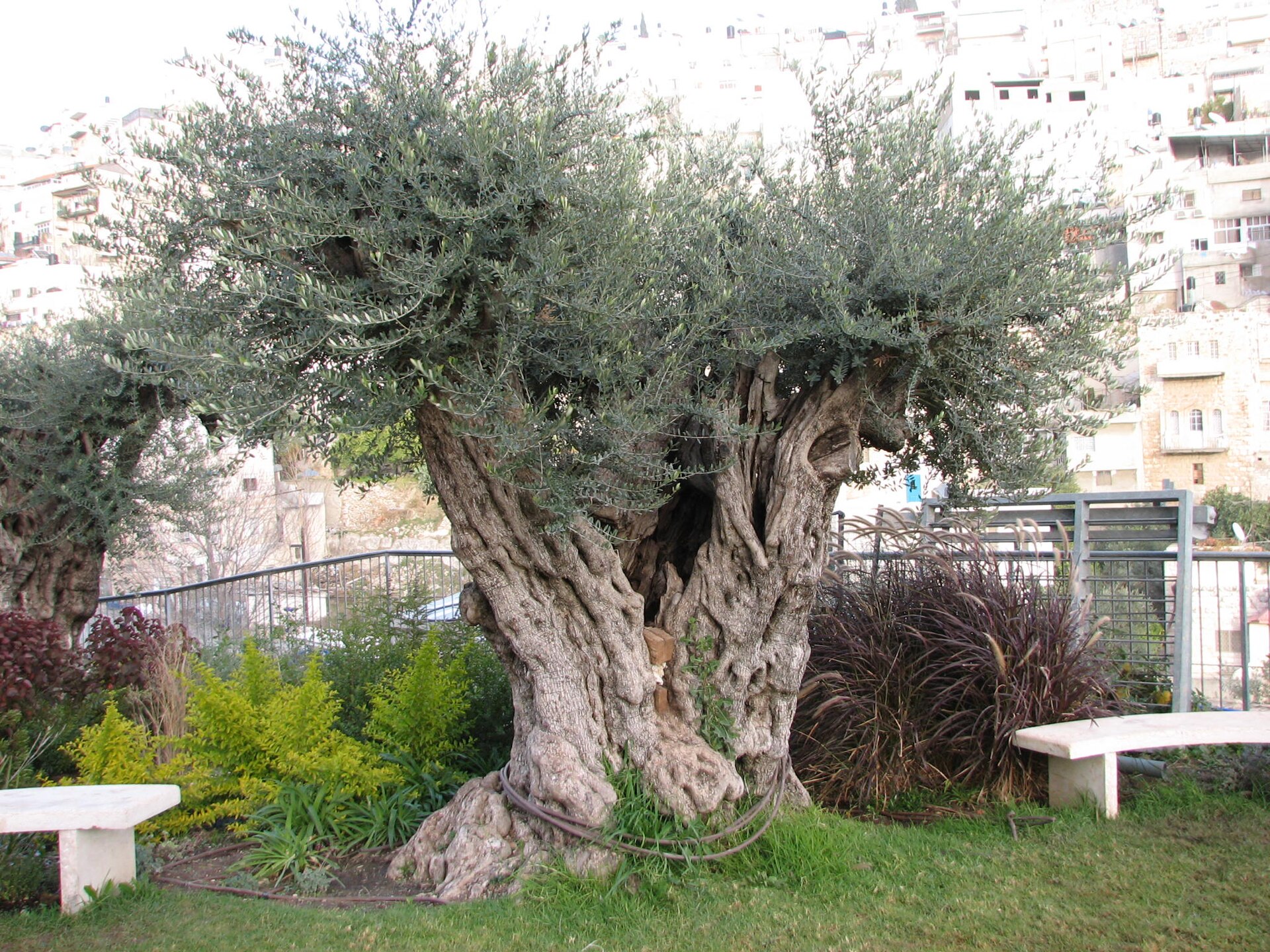 An ancient olive tree in Jerusalem's City of David — file photo
