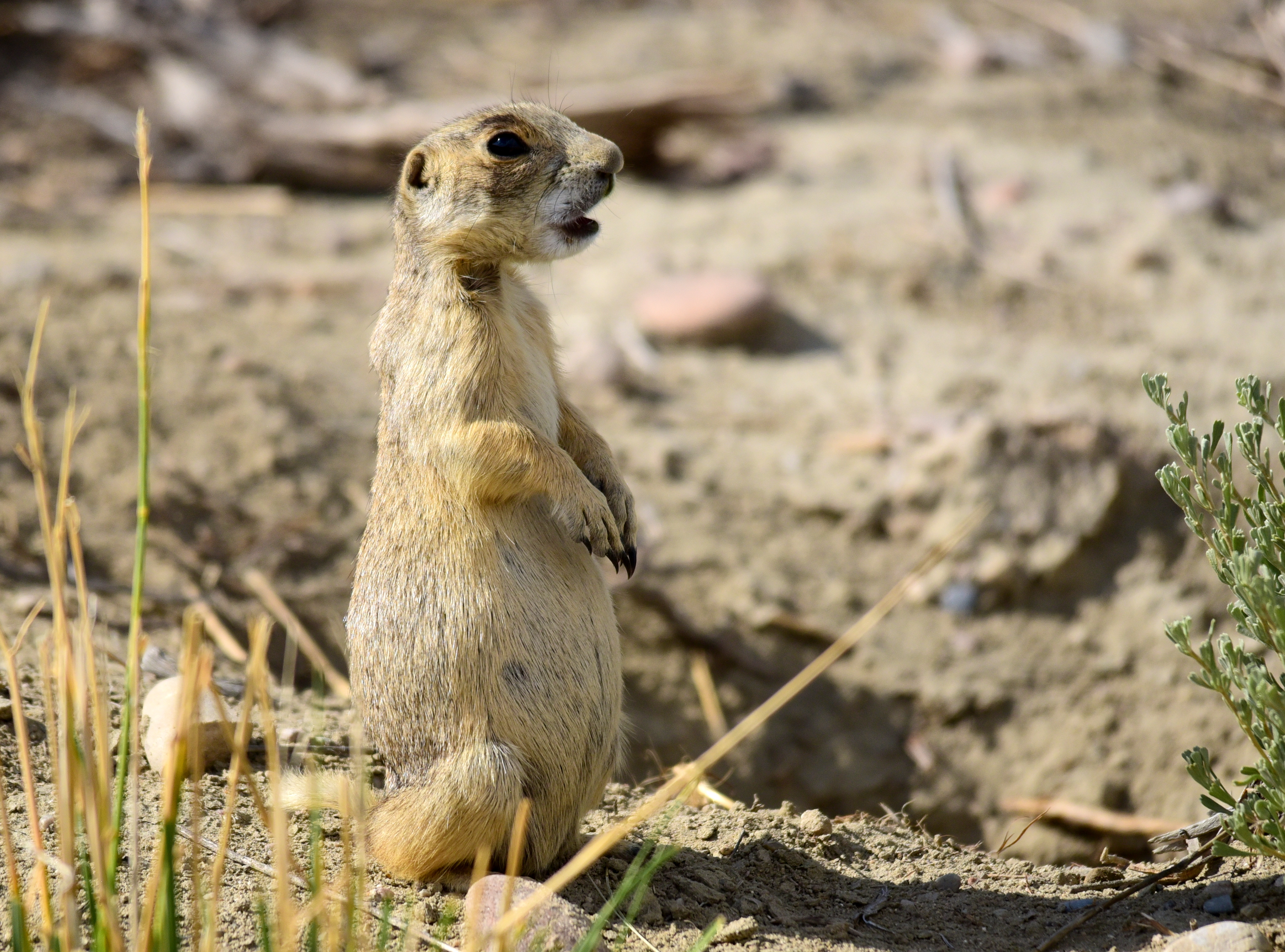 White-tailed prairie dog in the western United States, where plague circulates among rodents and fleas
