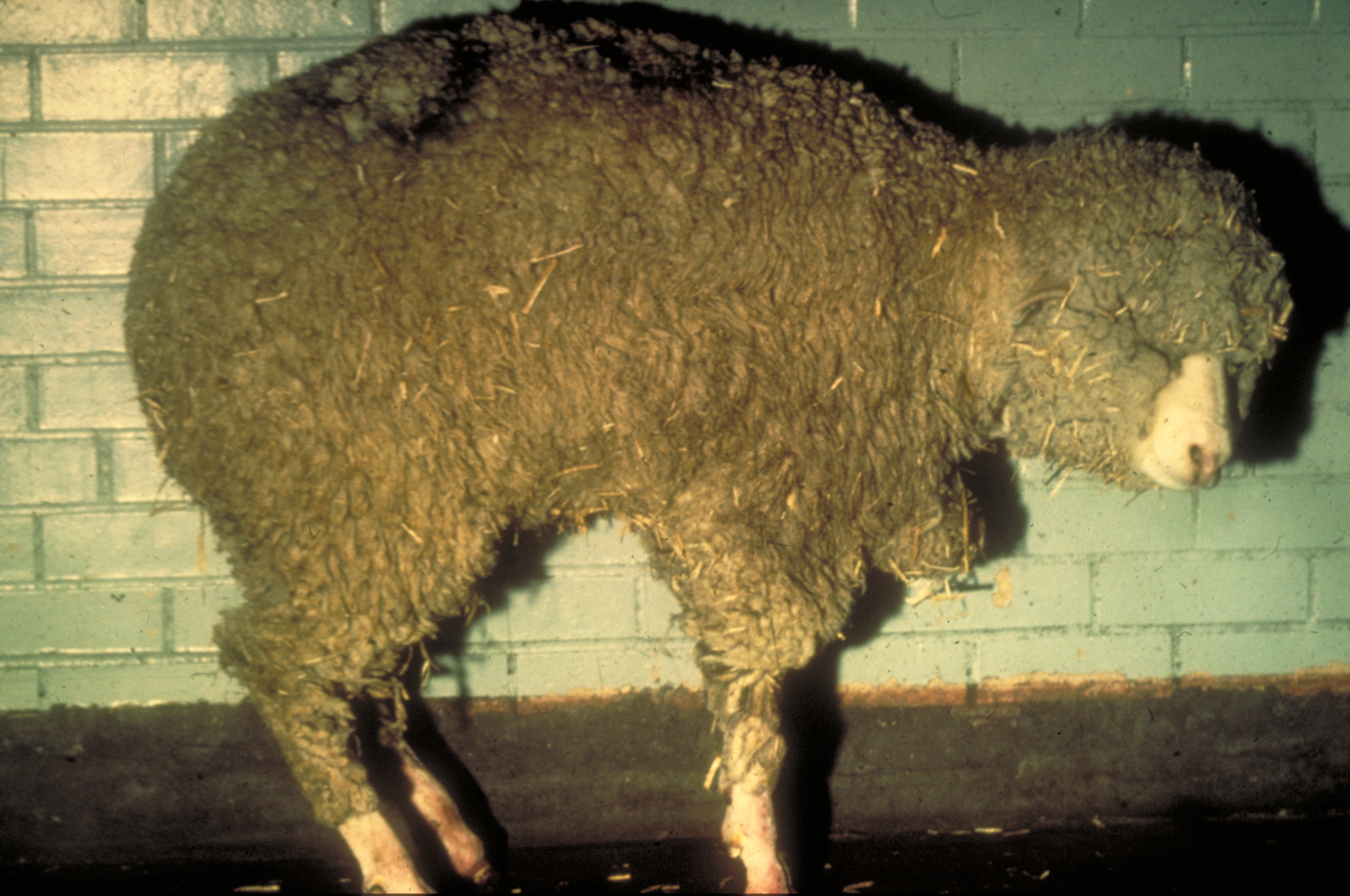 Shamonda Schmallenberg bluetongue difference — a sheep affected by bluetongue disease, the oldest and most heavily regulated of Europe's midge-borne livestock viruses
