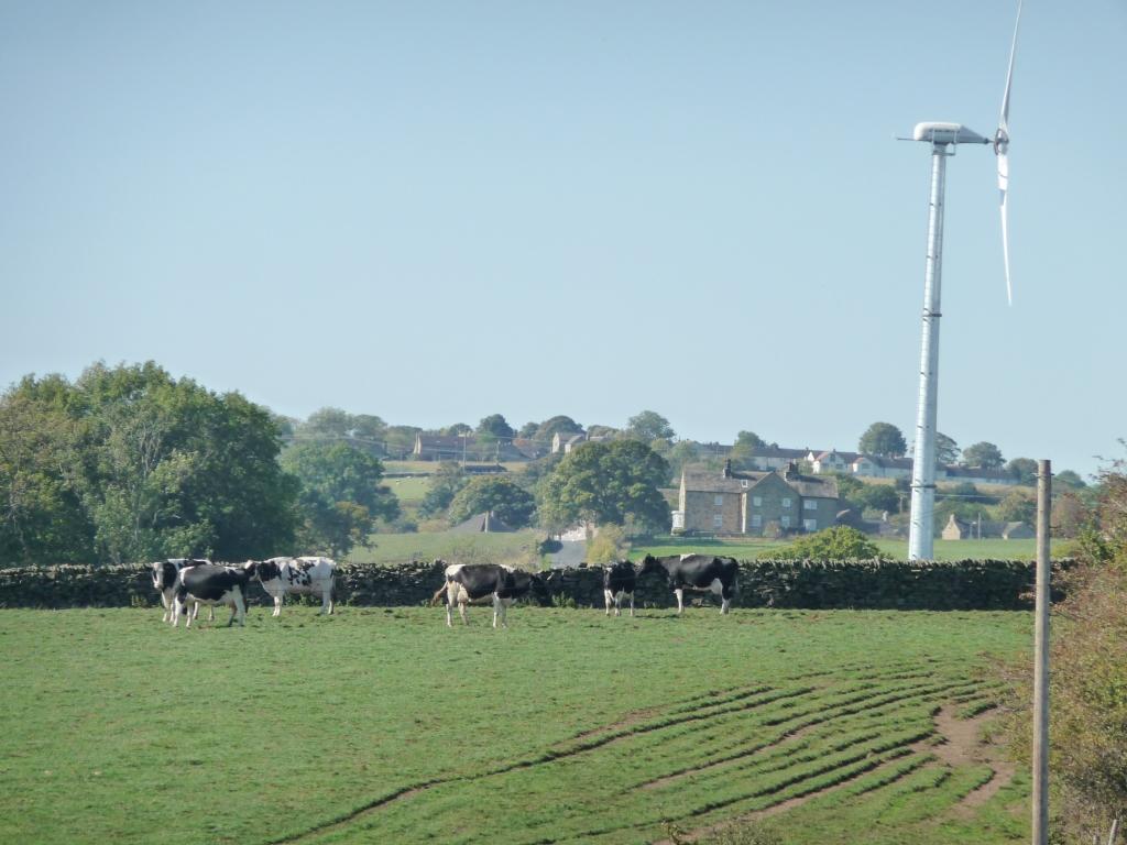 Cattle grazing beneath a wind turbine — the same wind that drives turbines carries Culicoides midges and their viruses over long distances