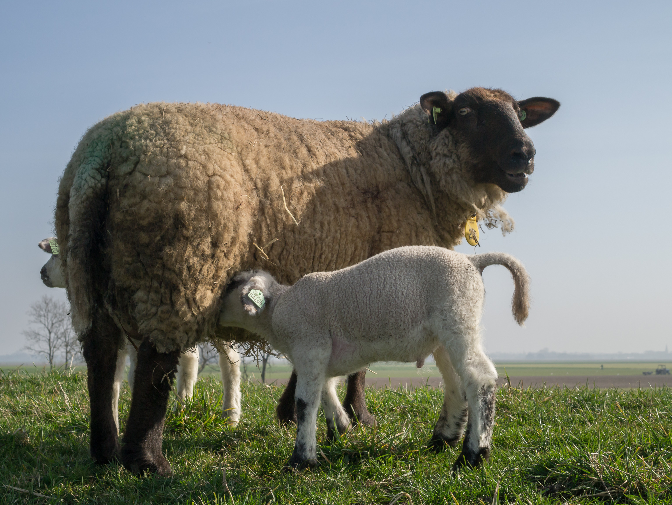 A newborn lamb with its mother — the stakes of Simbu serogroup infection are set in pregnancy, when Shamonda and Schmallenberg crossing the placenta can cause abortion and malformation