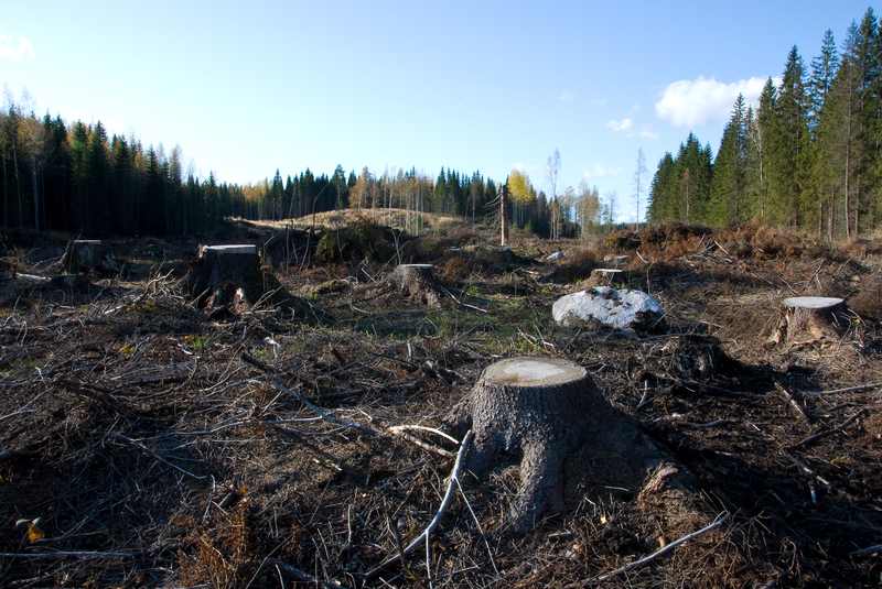 Commercial forest land in northern Finland; Google's subsidiary cleared 330 hectares in Muhos and nearly 200 in Kajaani before environmental reviews were done