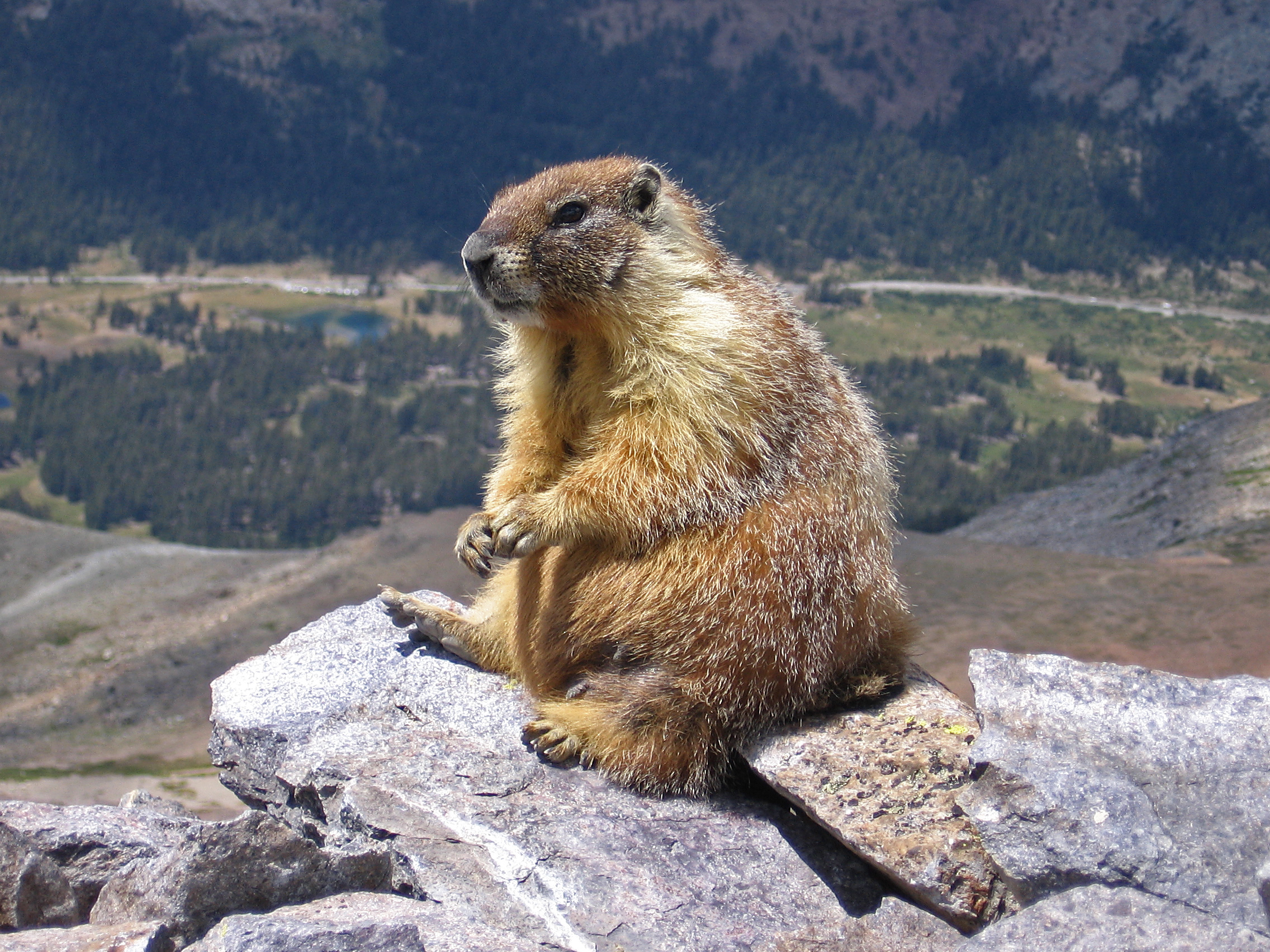 Marmot on a rocky slope illustrating the marmot plague natural foci of Siberia, Mongolia and China